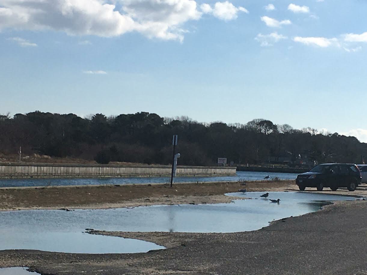 On a January afternoon, there are more gulls than cars parked at Sunset Avenue in Hampton Bays, but last spring saw an onslaught that prompted the Southampton Town Board to consider restrictions.