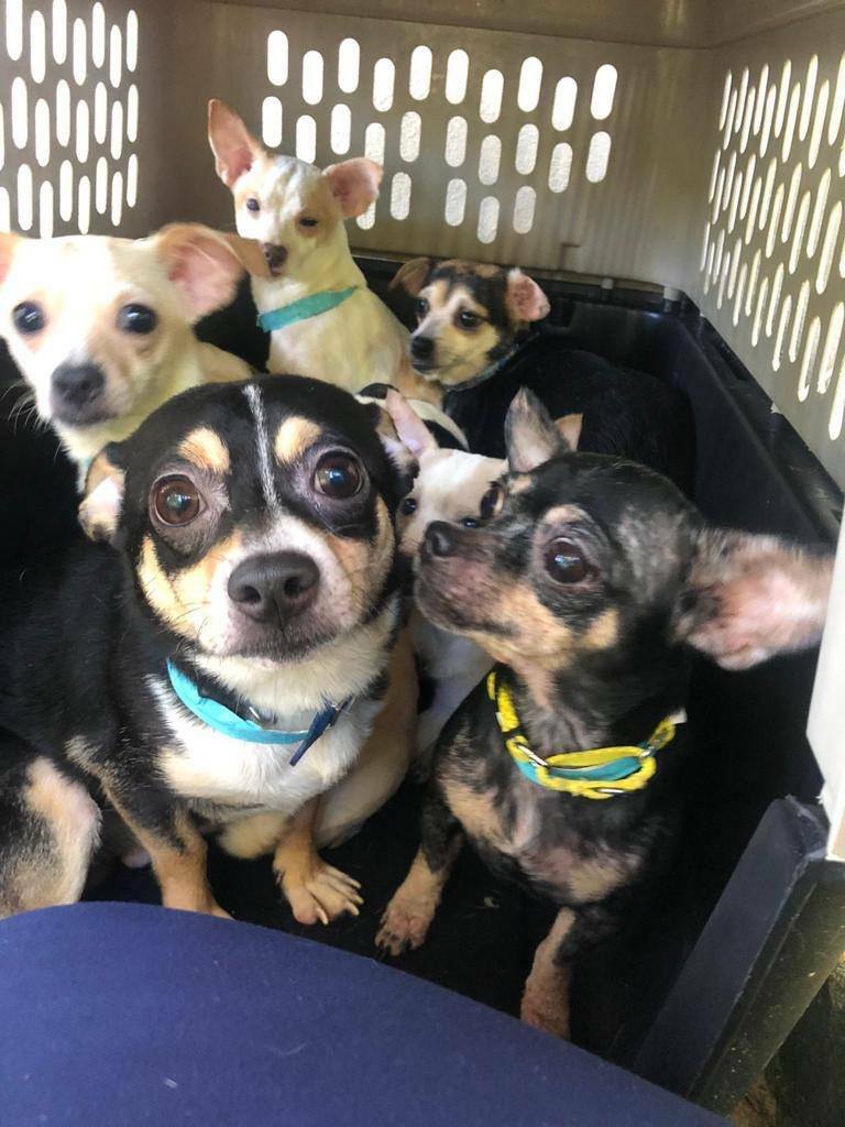 The Southampton Town Animal Shelter Foundation is looking for foster parents for 20 chihuahuas that were rescued from a hoarding situation in Puerto Rico.