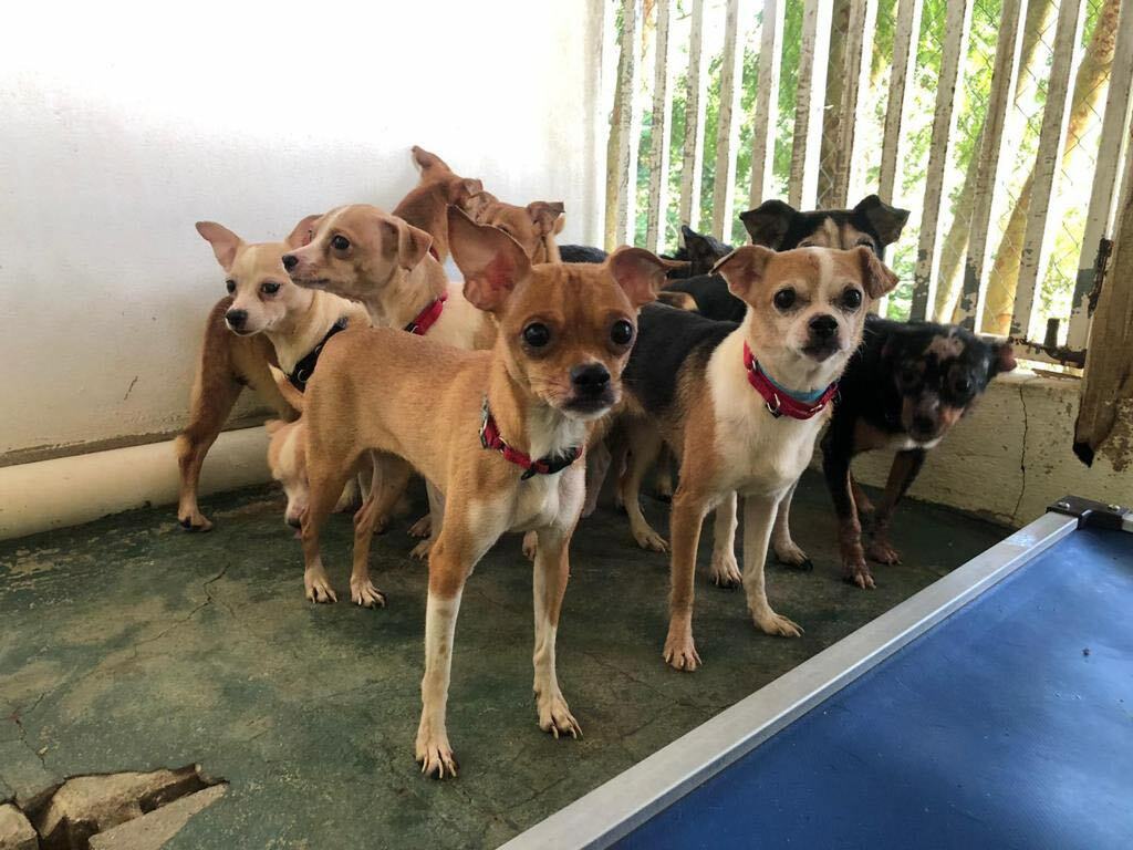 The Southampton Town Animal Shelter Foundation is looking for foster parents for 20 chihuahuas that were rescued from a hoarding situation in Puerto Rico.