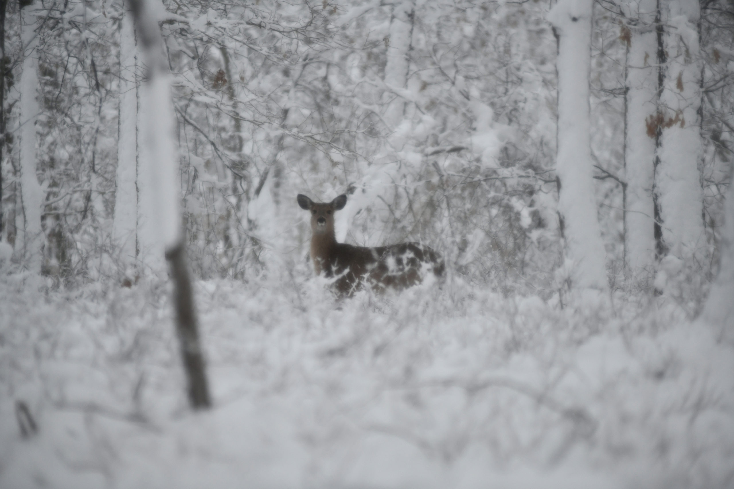 A deer peers out of the woods along Newtown Road in Hampton Bays during the snowstorm on Monday.   DANA SHAW