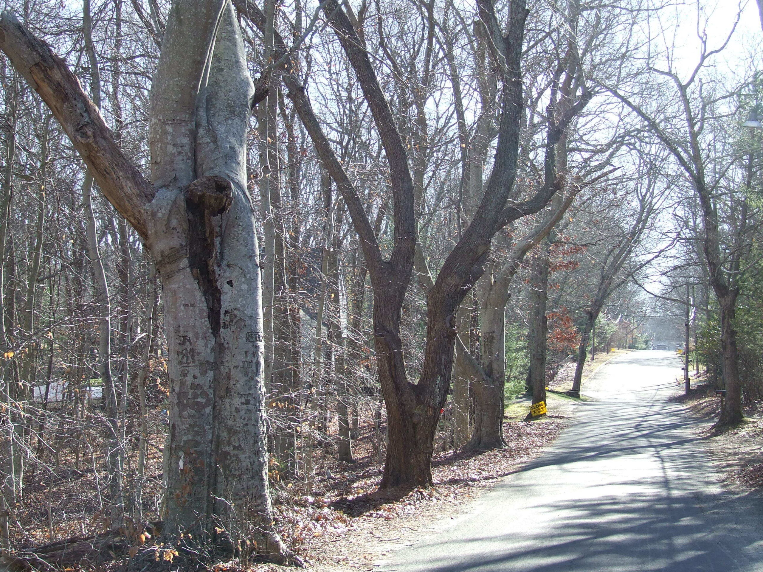 A view of the two American beech trees in warmer weather. JOSEPH ZAYKOWSKI JR.