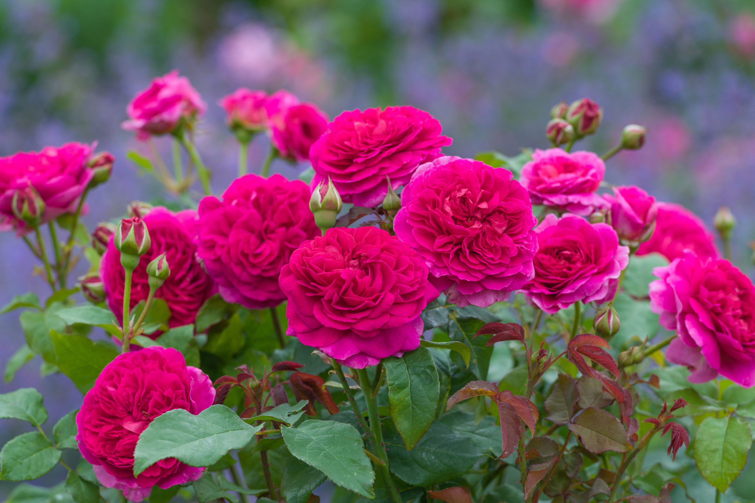 This new English rose from David Austin Roses grows to about 4 feet tall and 4 feet wide. With good disease resistance, great color and fragrance, it should do well in Hamptons gardens.