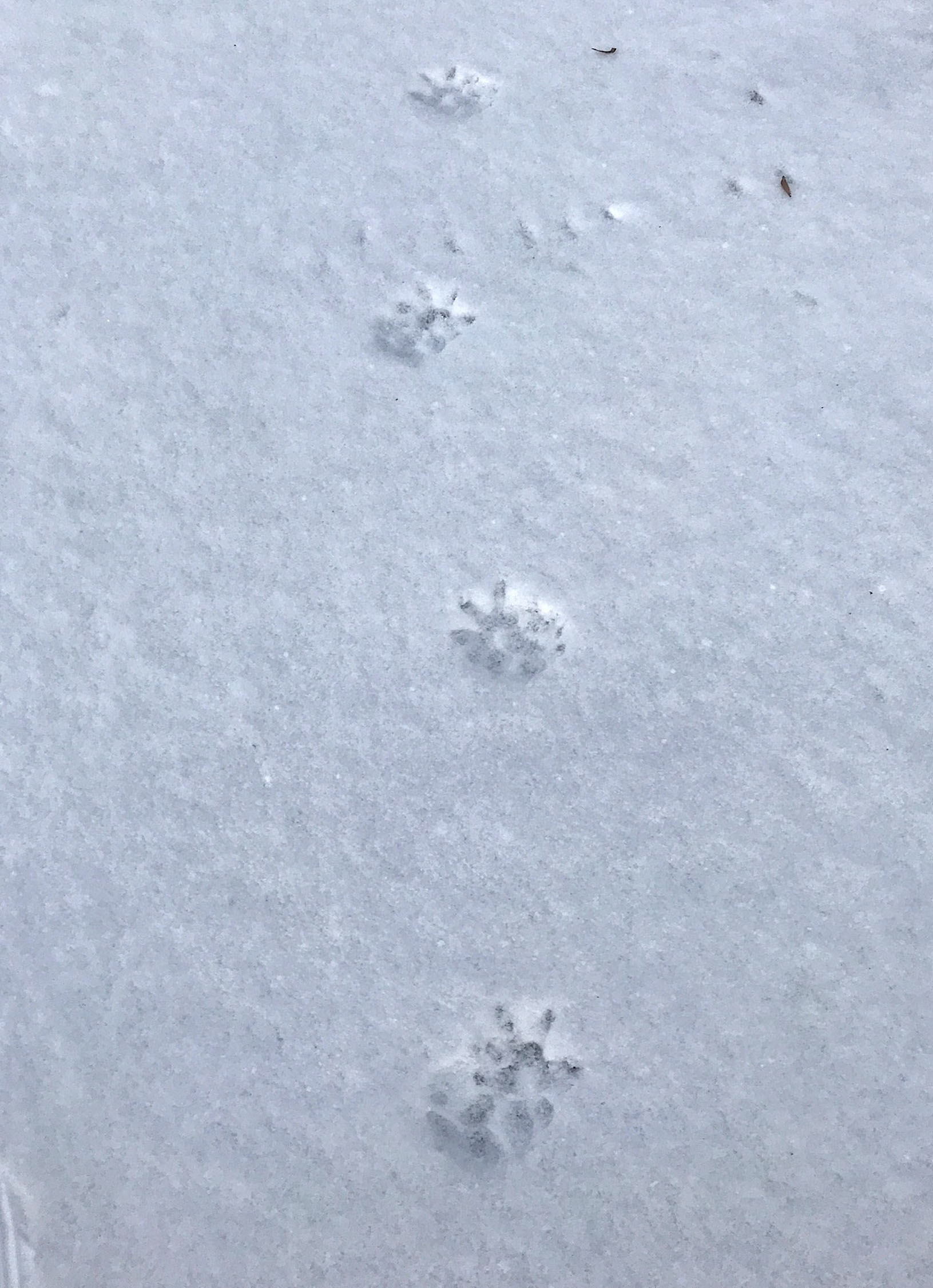 Opossum tracks in a trot pattern with hind feet landing partially on top of the fronts.              Stephane Perreault