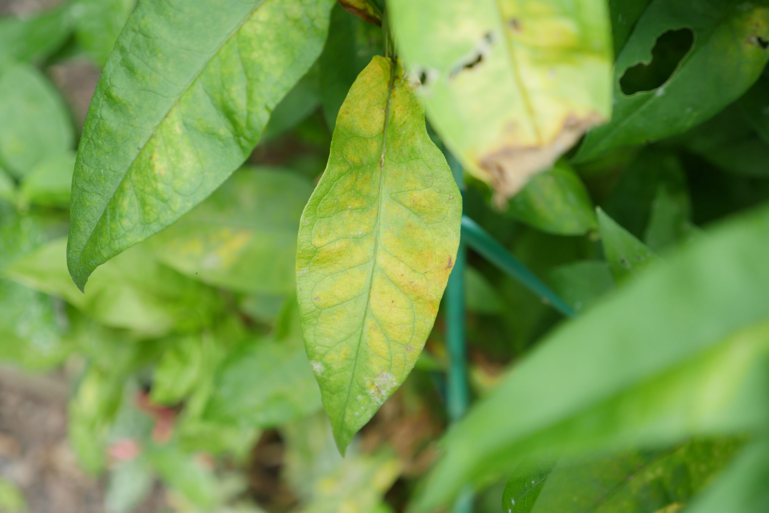 A common clue of the presence of spider mites is a yellowing or stippling of the foliage.  A look on the underside with a 10x loupe will reveal if they are present. If massive silks or webbing is obvious it may be time to discard the plant. Water showers will control spider mites.