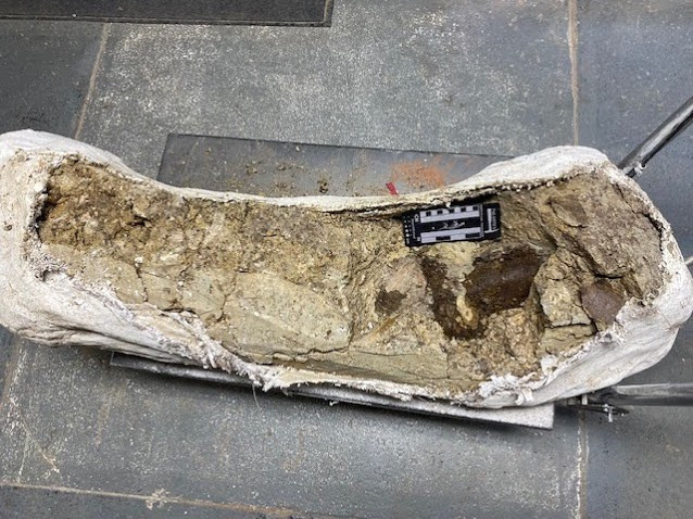 The ornithischian dinosaur limb bone bone encased in the matrix. The dark-colored material is the physical bone, and the lighter material is the matrix. Courtesy Westhampton Beach Union Free School District