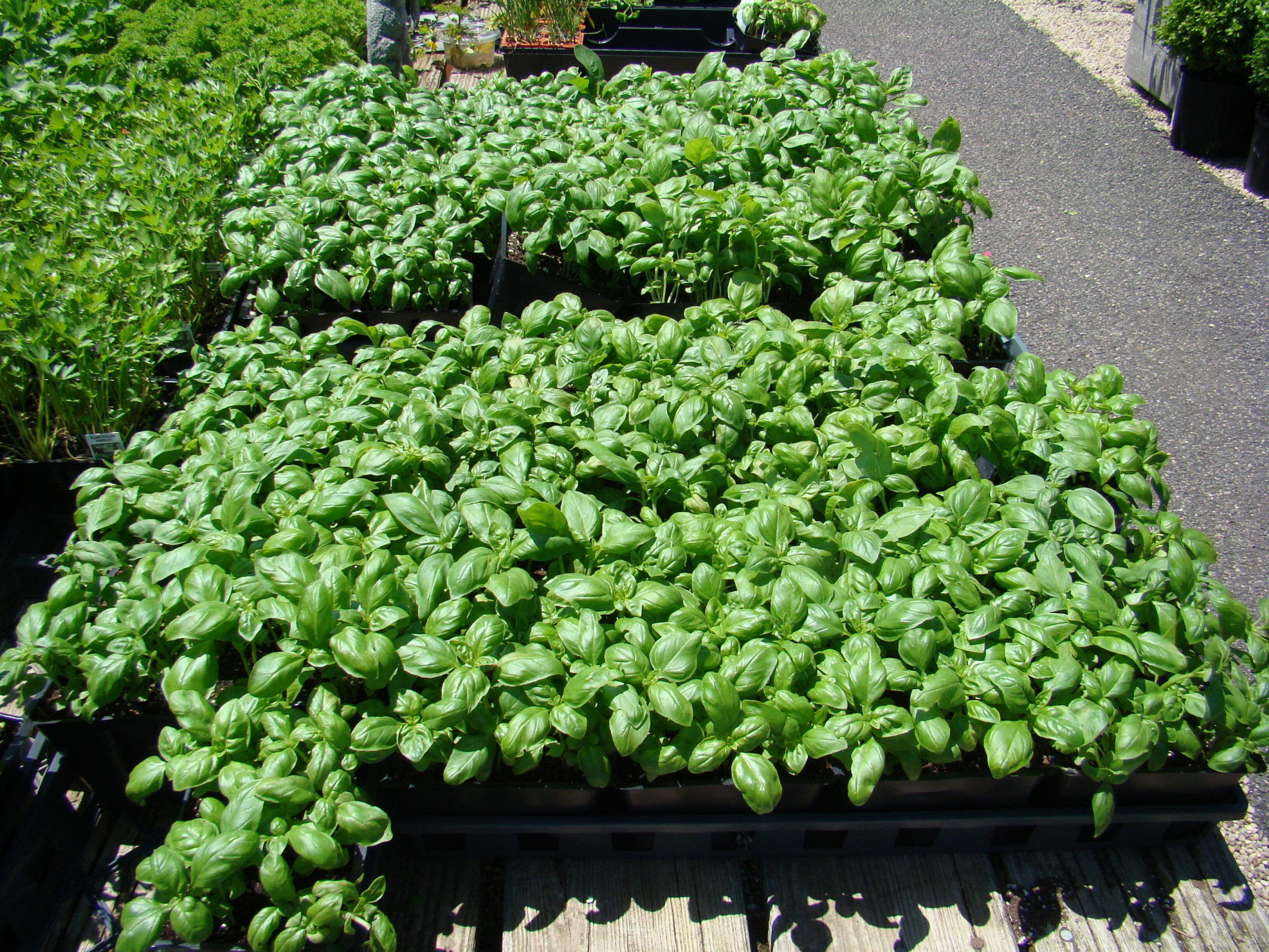 It’ll be May before you see these basil seedlings at garden centers but you can start your own at home during the next month and grow them on warm windowsills or plant them in the garden when the soil is reliably warm. Cold soil is their downfall.
