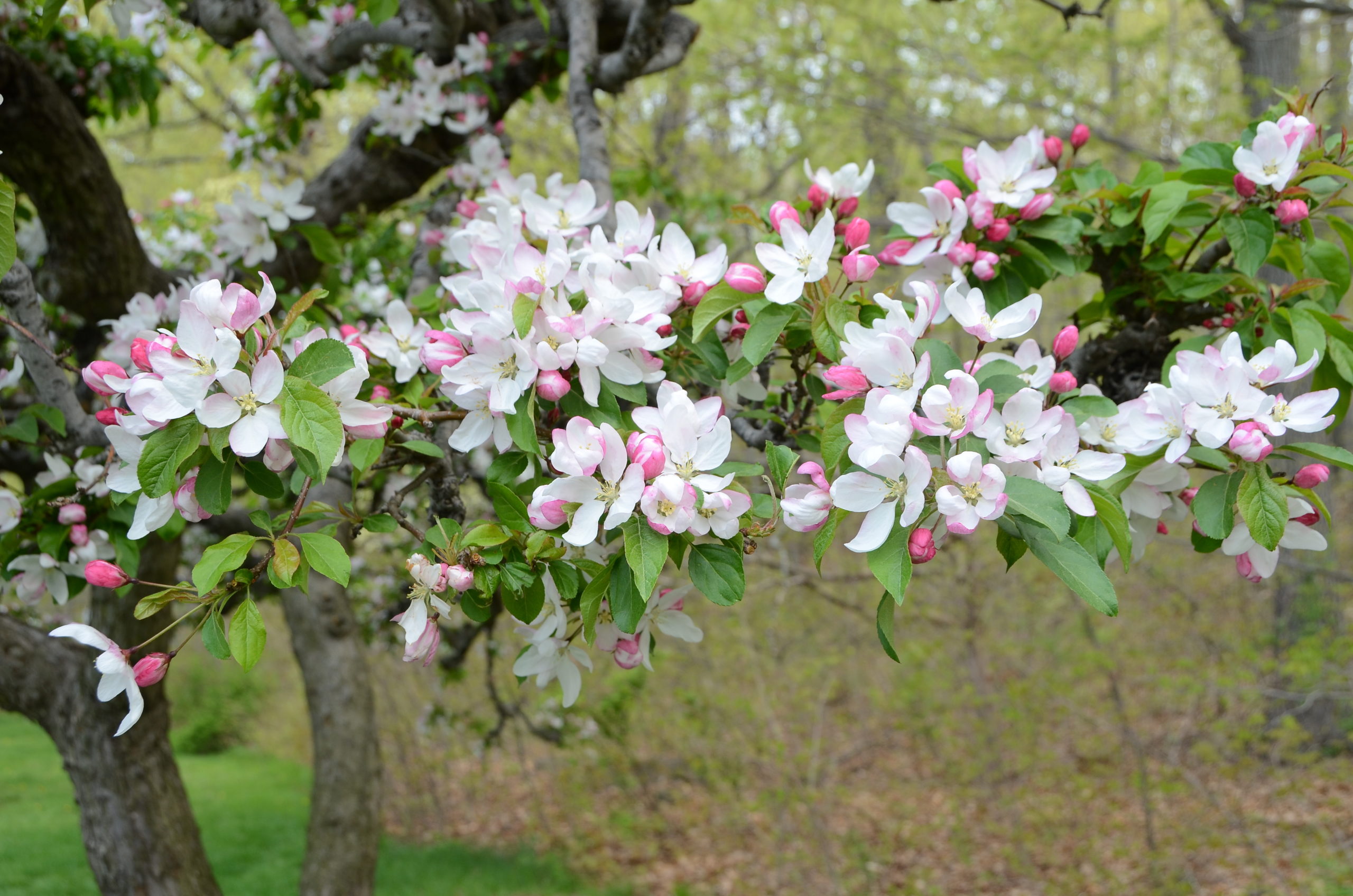 Apple and crabapple cuttings offer both mildly scented flowers and a range of colors. The widest range of colors come from the crabapple group. Long year-old stems cut for shaping and controlling fruiting on standard apple trees are great for forcing.