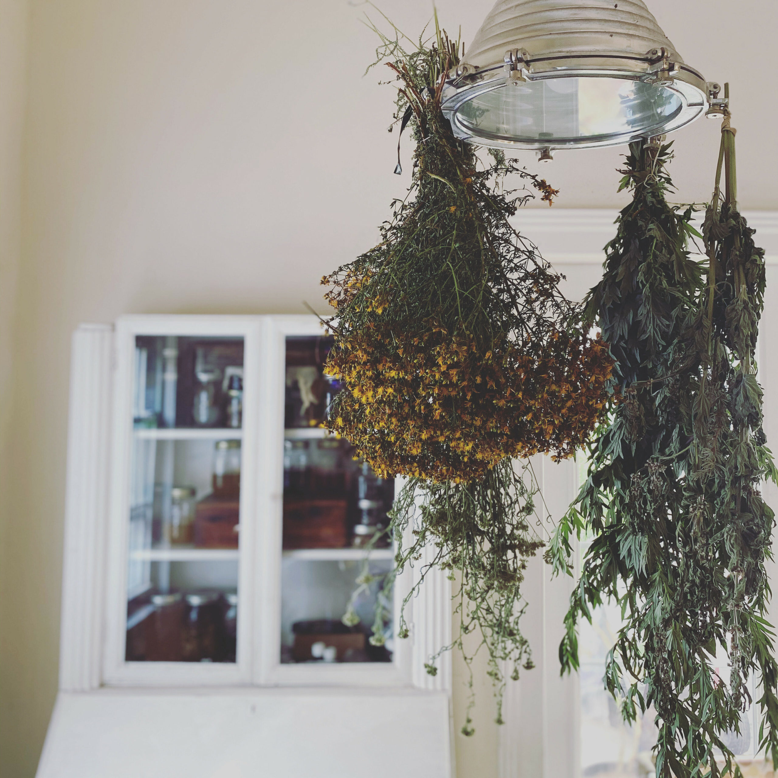 Drying herbs for Living Wild on Long Island.