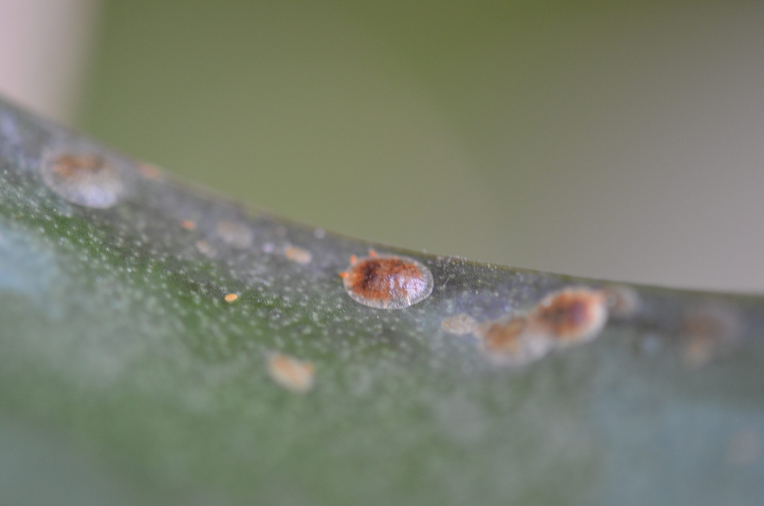 Hard shell scale in the adult stage (top) is difficult to control, but oils are effective.  A smaller crawler stage of the scale is just below and also easy to eliminate with fine horticultural oil.