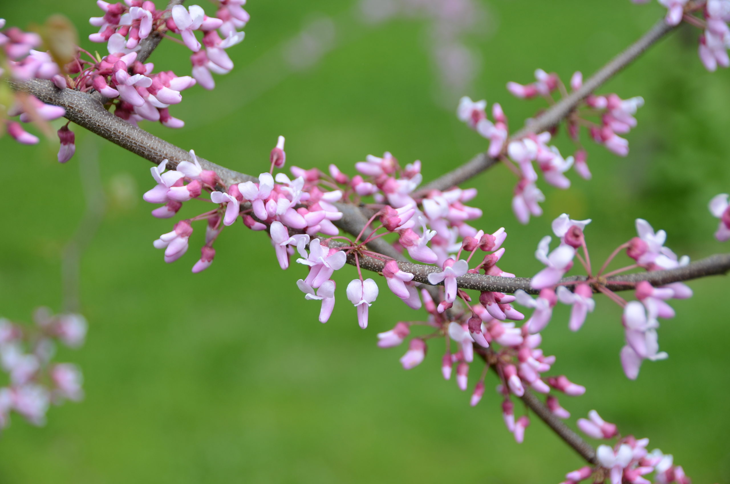 Redbuds (Cercis canadensis) as well as flowering almonds (Prunus triloba) can provide long branch cuttings with colors ranging from pinks in the redbuds to darker and more fragrant flowers in the flowering almonds.