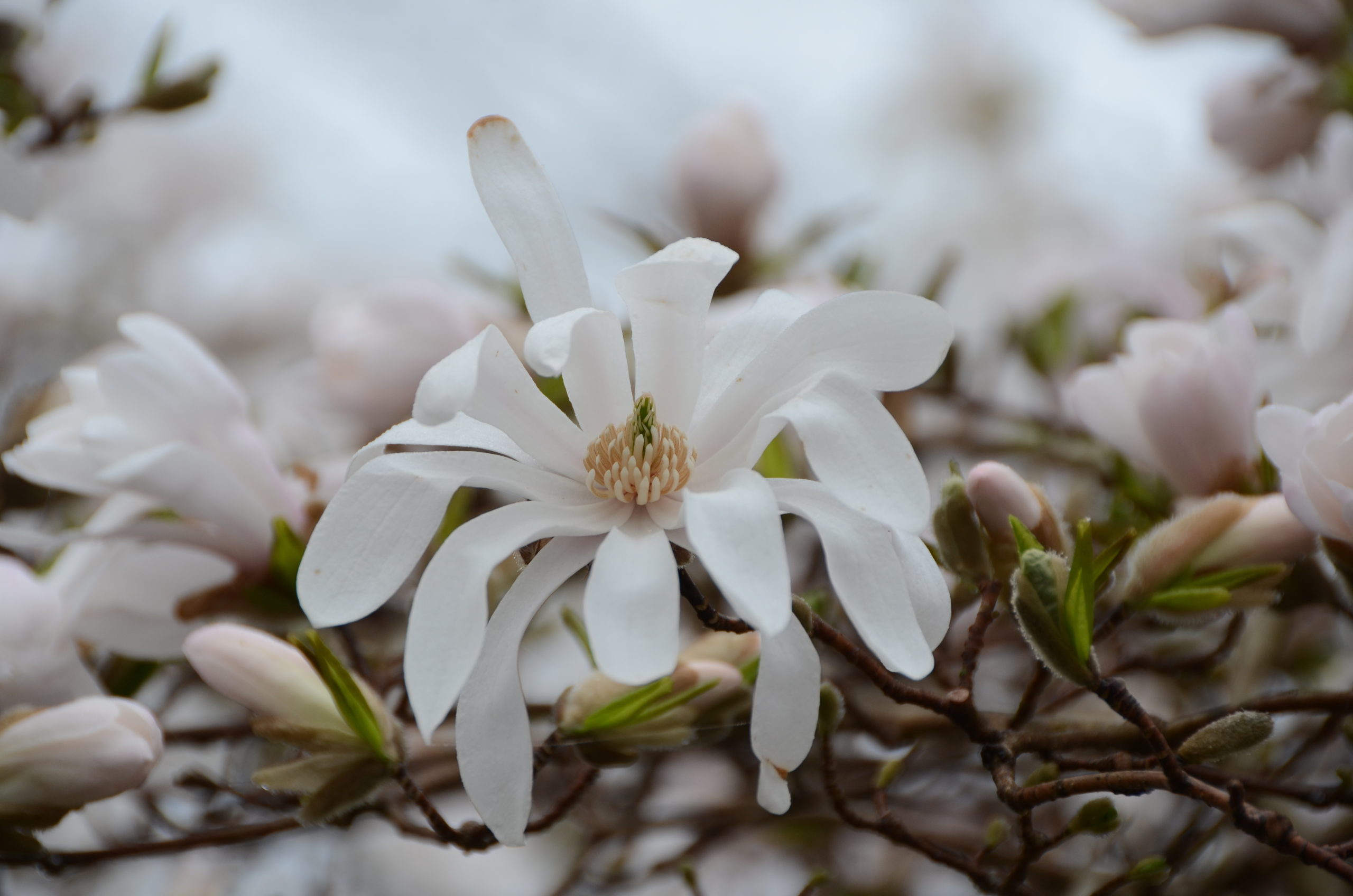 Star magnolia (Magnolia stellate) flowers are very different from standard magnolias. Star flowers are almost always white, somewhat smaller, with a mild but pleasant aroma.