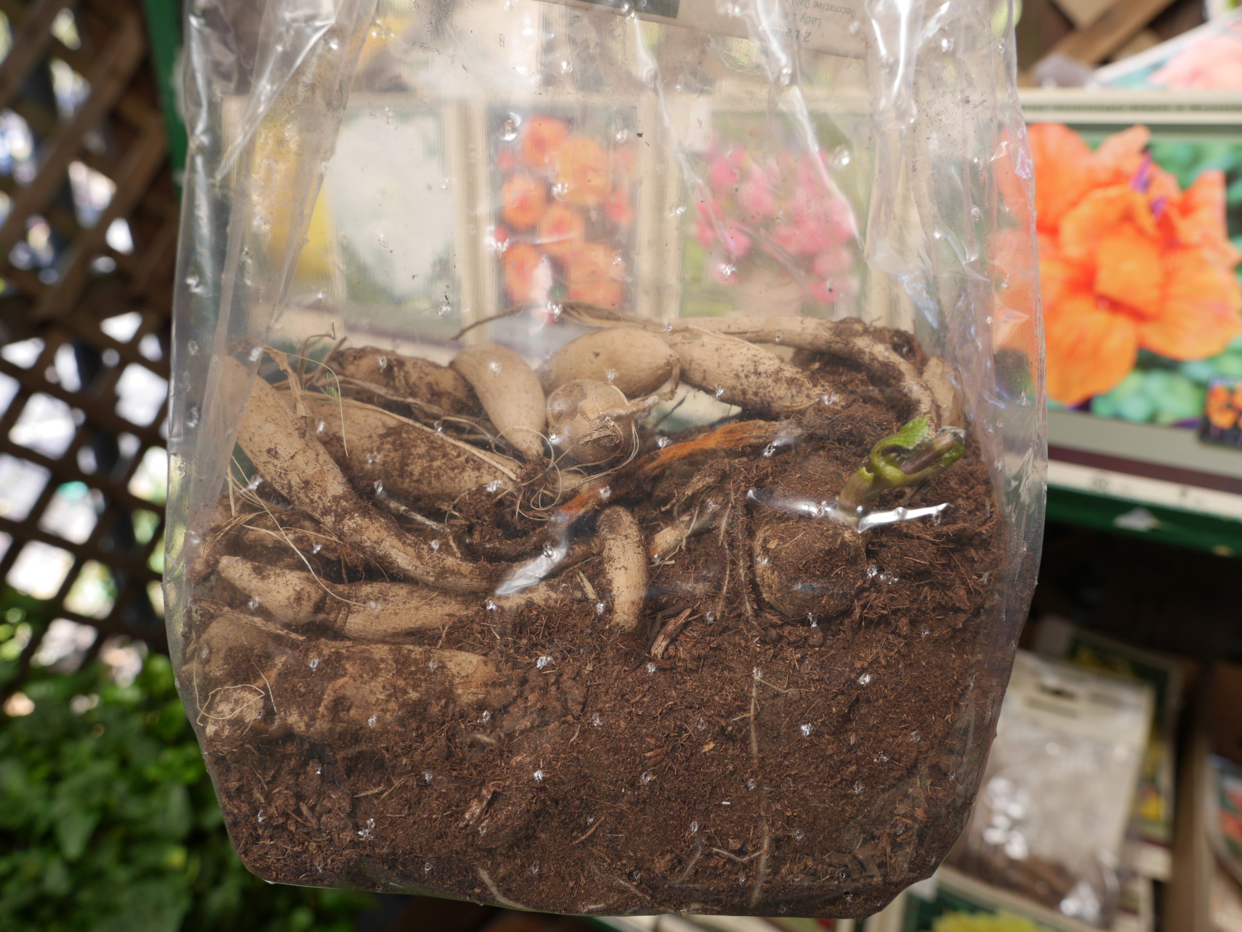 Canna and Dahlia tubers stored for the winter should be examined for signs of rot and decay.  Remove the affected parts and replace the packing material (peat moss) to avoid recontamination.