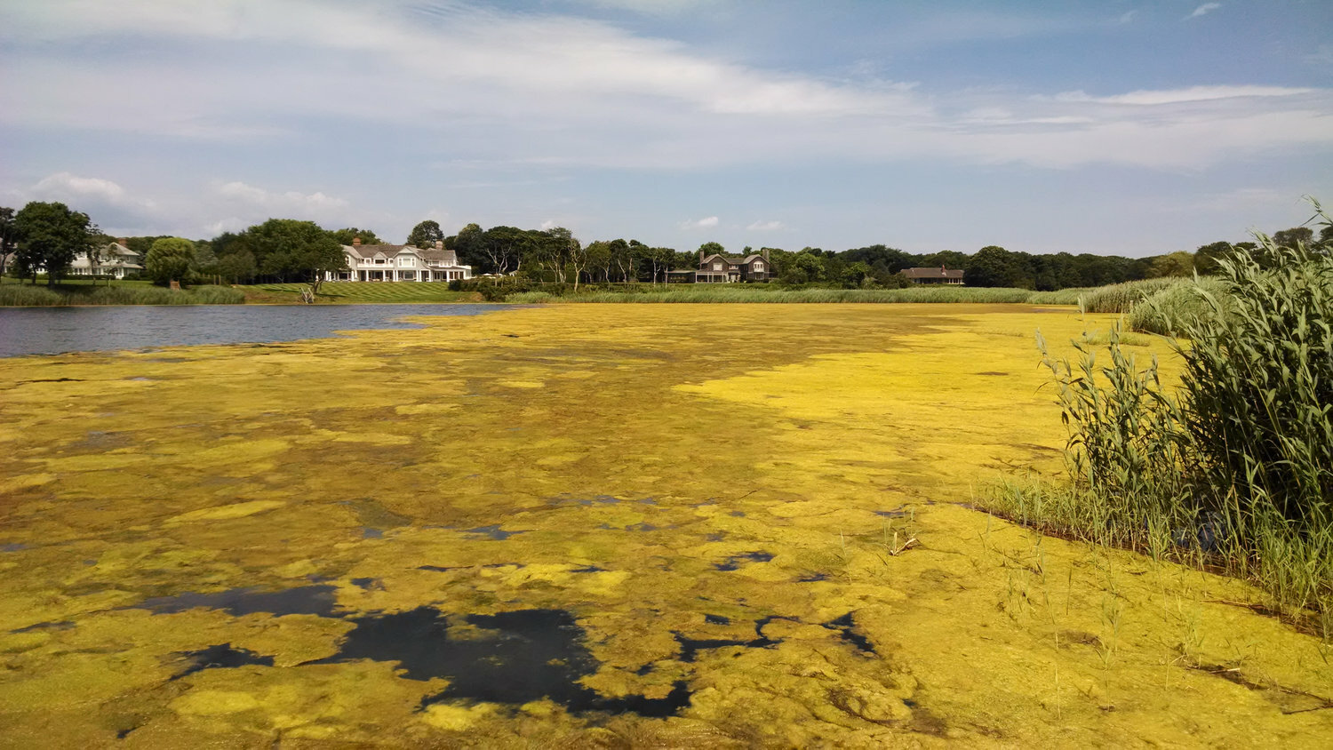 In East Hampton, Georgica Pond blue-green algae scum has a paint-like appearance and is dangerous to pets, humans and water fowl.