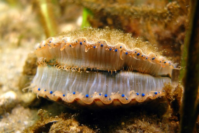 Tasty Peconic Bay scallop, the official seashell of New York, has 18 blue eyes and depends on eel grass to hide in.