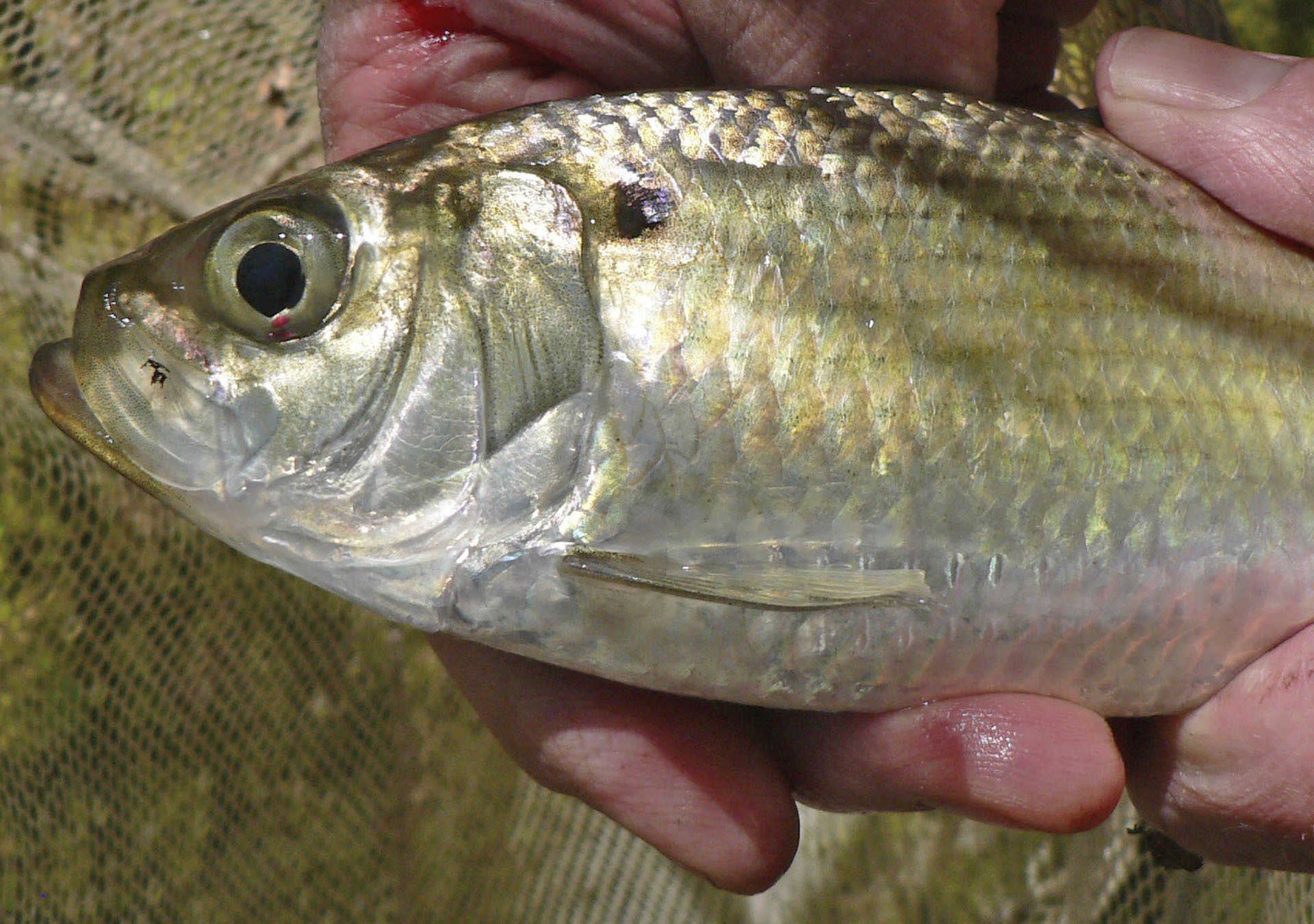 Our most common member of the river herring group on Long Island, the alewife, is congregating near the outlets of tidal streams to begin their annual spring spawning run.      MIKE BOTTINI