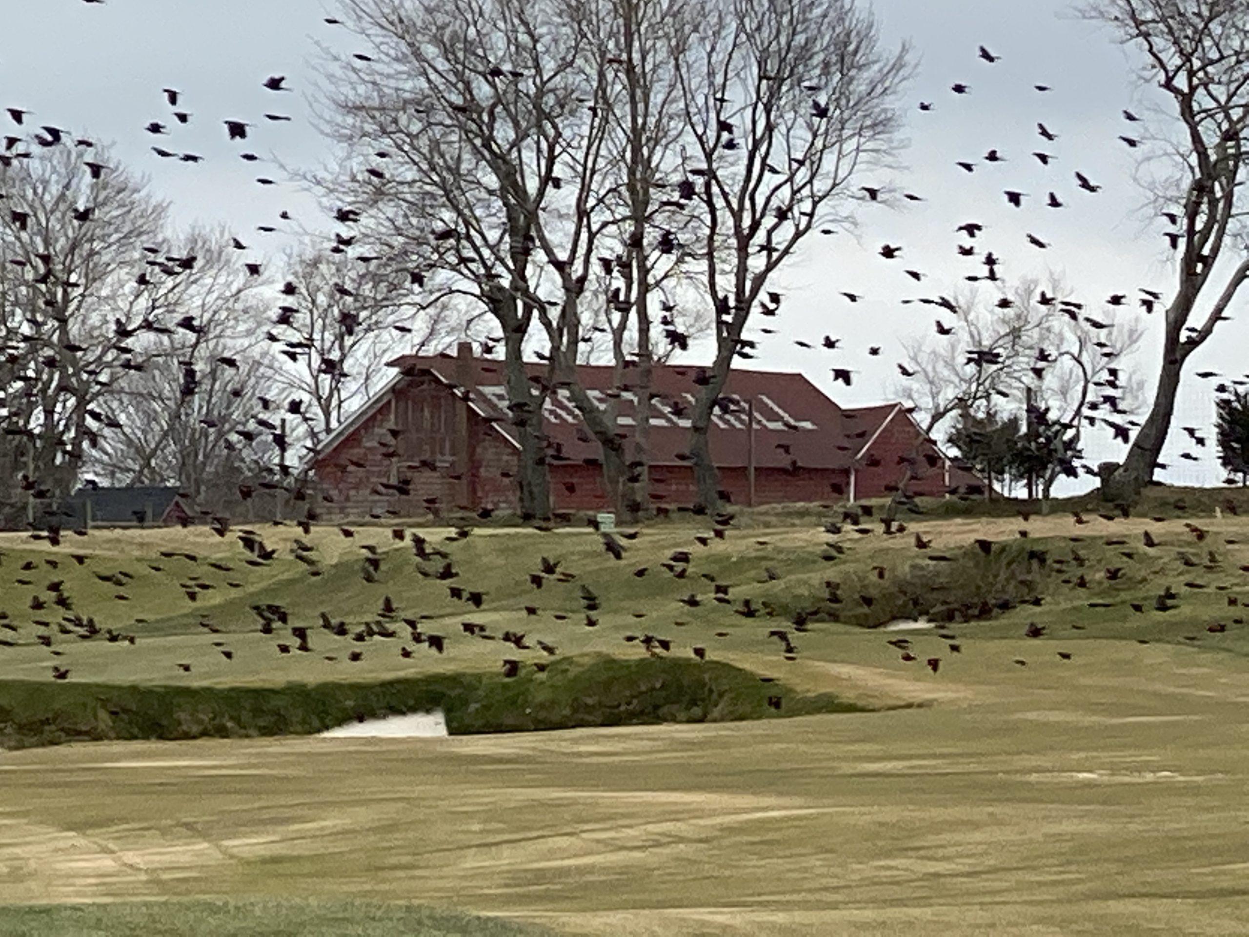 Breeze Hill Birds