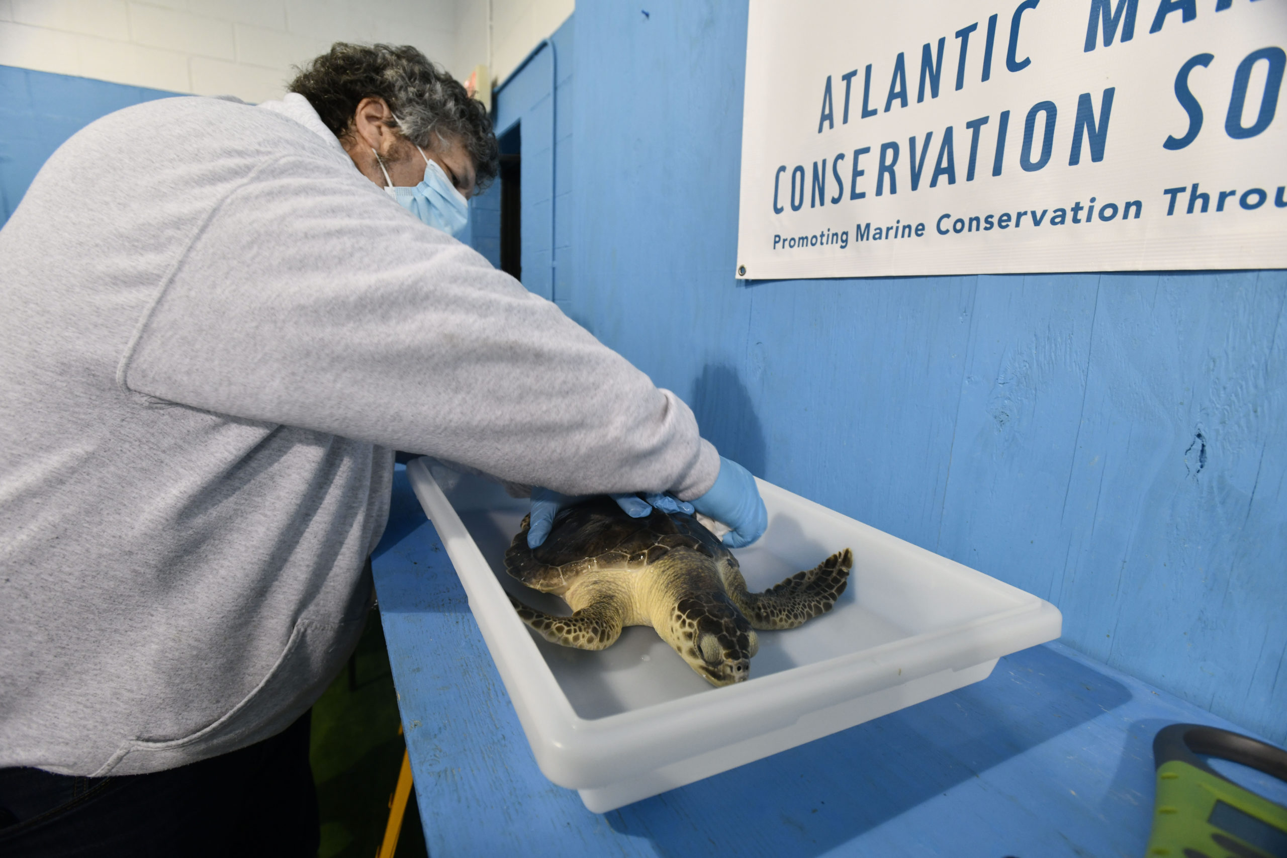 A Kemp's ridley turtle is prepared for its trip to Florida.  DANA SHAW
