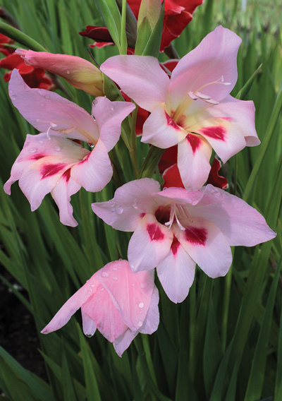 Gladiolus nanus Elvira is a small-flowered glad with soft pink flowers and lower petals splashed with ruby. It’s an early bloomer growing 2 to 3 feet tall that was developed in Holland in 1956.