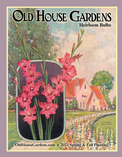 The spring 2021 Old House Gardens catalog features a driveway adorned with a planting of gladiolus as a long border on the left side.