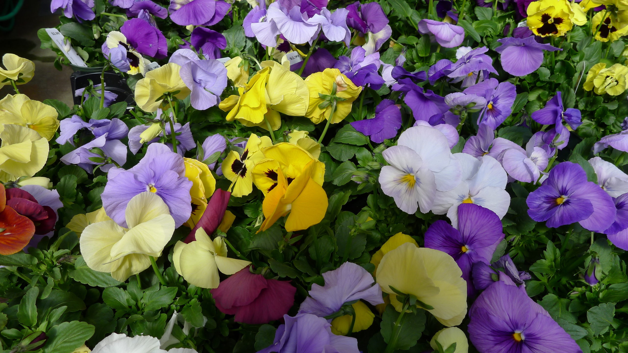 You can find lots of pansy and Viola offerings right now at local garden centers.