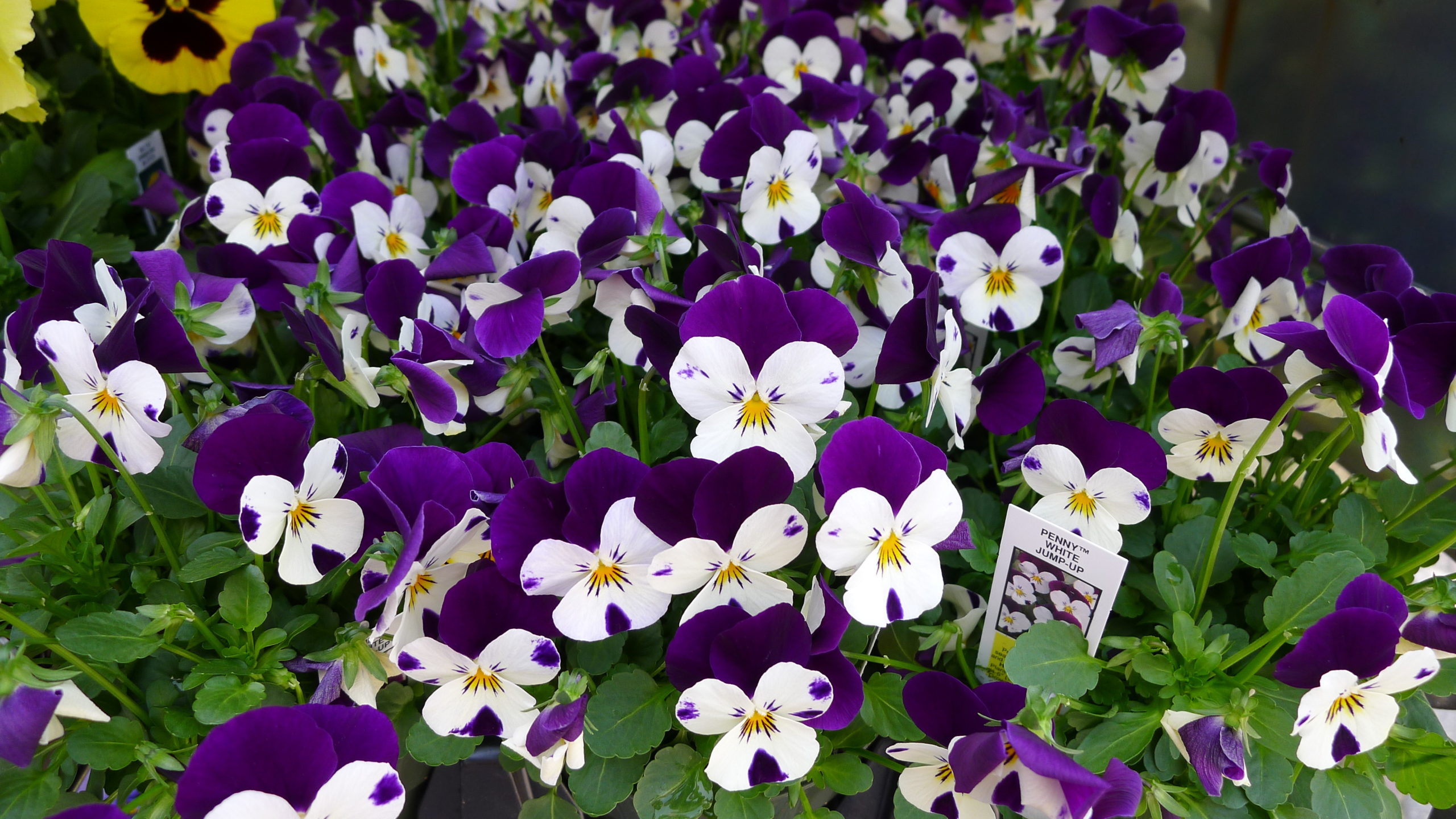 This is the Penny White series of hybrid viola Johnny-Jump-Up. Note the two upper petals and three lower petals confirming its viola lineage.