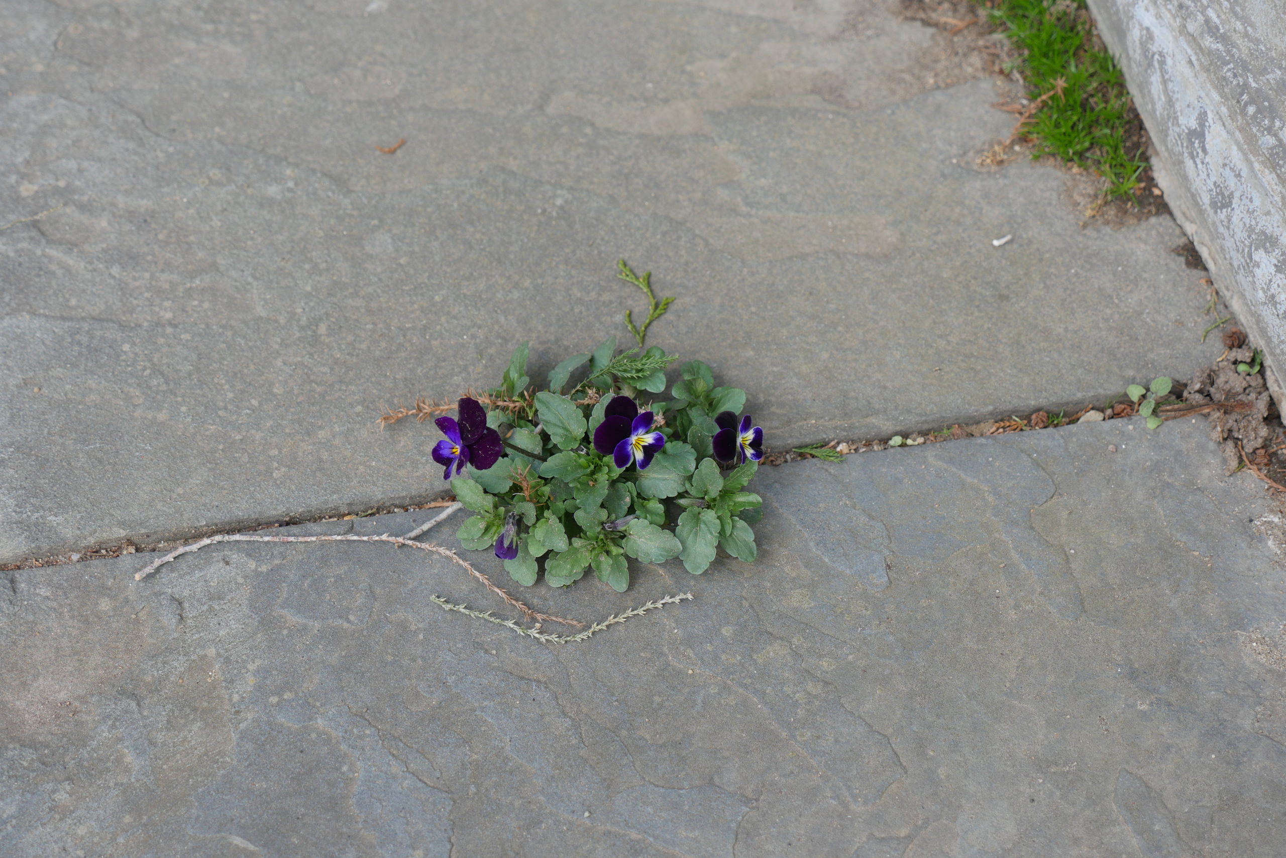 Emerging from between the cracks in patio pavers, this 3-inch plant of Viola Bowles Black was taken in late March.  In some areas it may flower sooner as the pavers tend to retain the daytime heat resulting in early blooms.