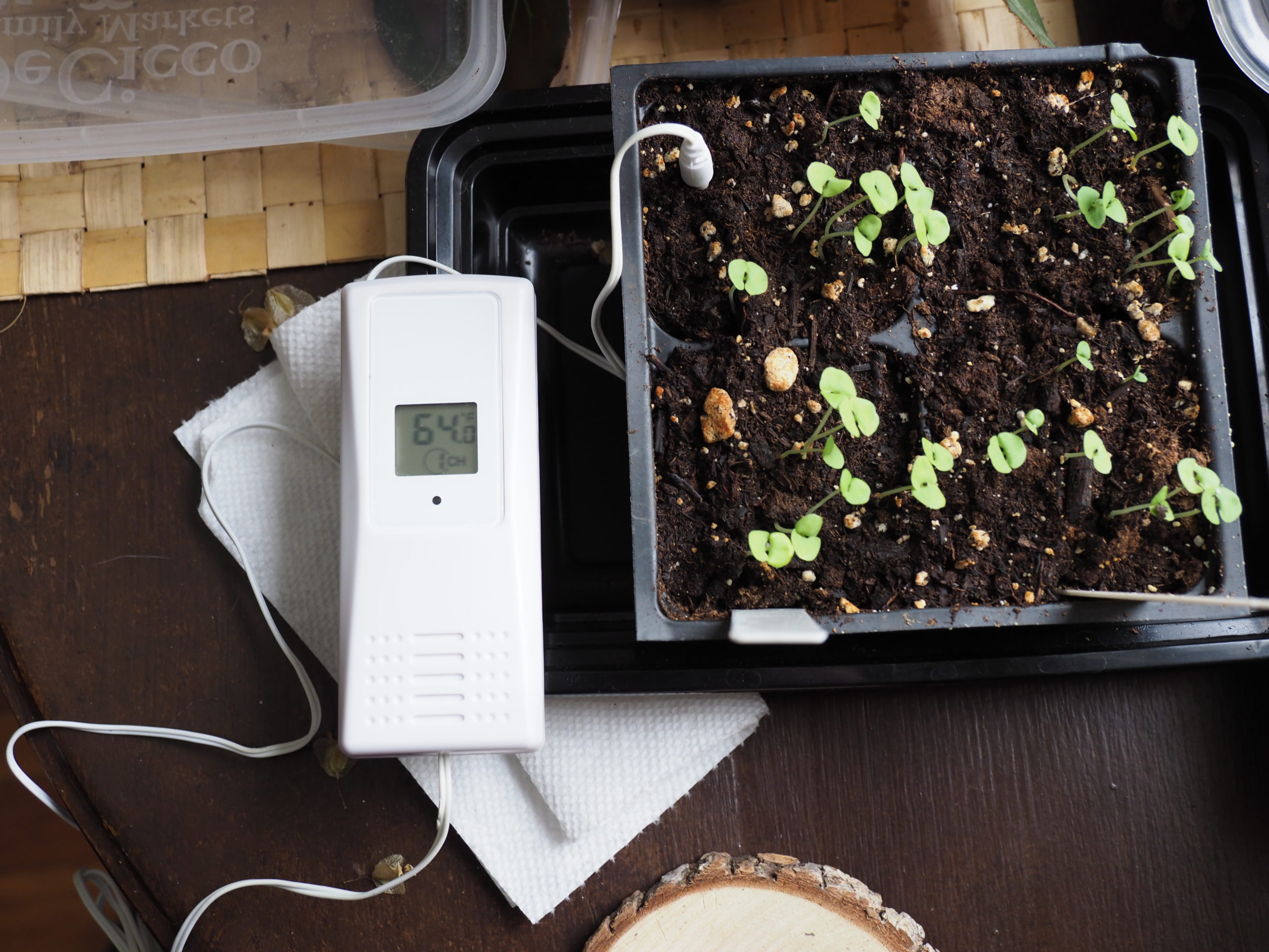 This inexpensive “remote” thermometer can be read from the internal screen (64.0 F) or it will transmit several hundred feet to an indoor receiver. This set up is waterproof and the “bulb” or sensor (in the soil) is on an 8-foot cord if the unit needs to be set away from the sensor.  These are basil seedlings germinated at 70-degree soil temperature but grown a bit cooler.