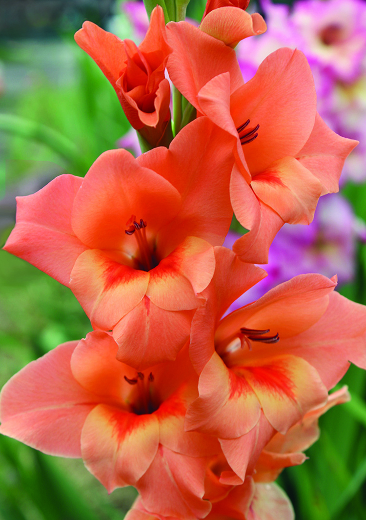 This gladiolus was developed in 1958 and is considered an heirloom. Named for the English tenor, the flowers are orange blending to a golden throat with a dapple of strawberry. This is among the taller glads, growing to 4 feet.