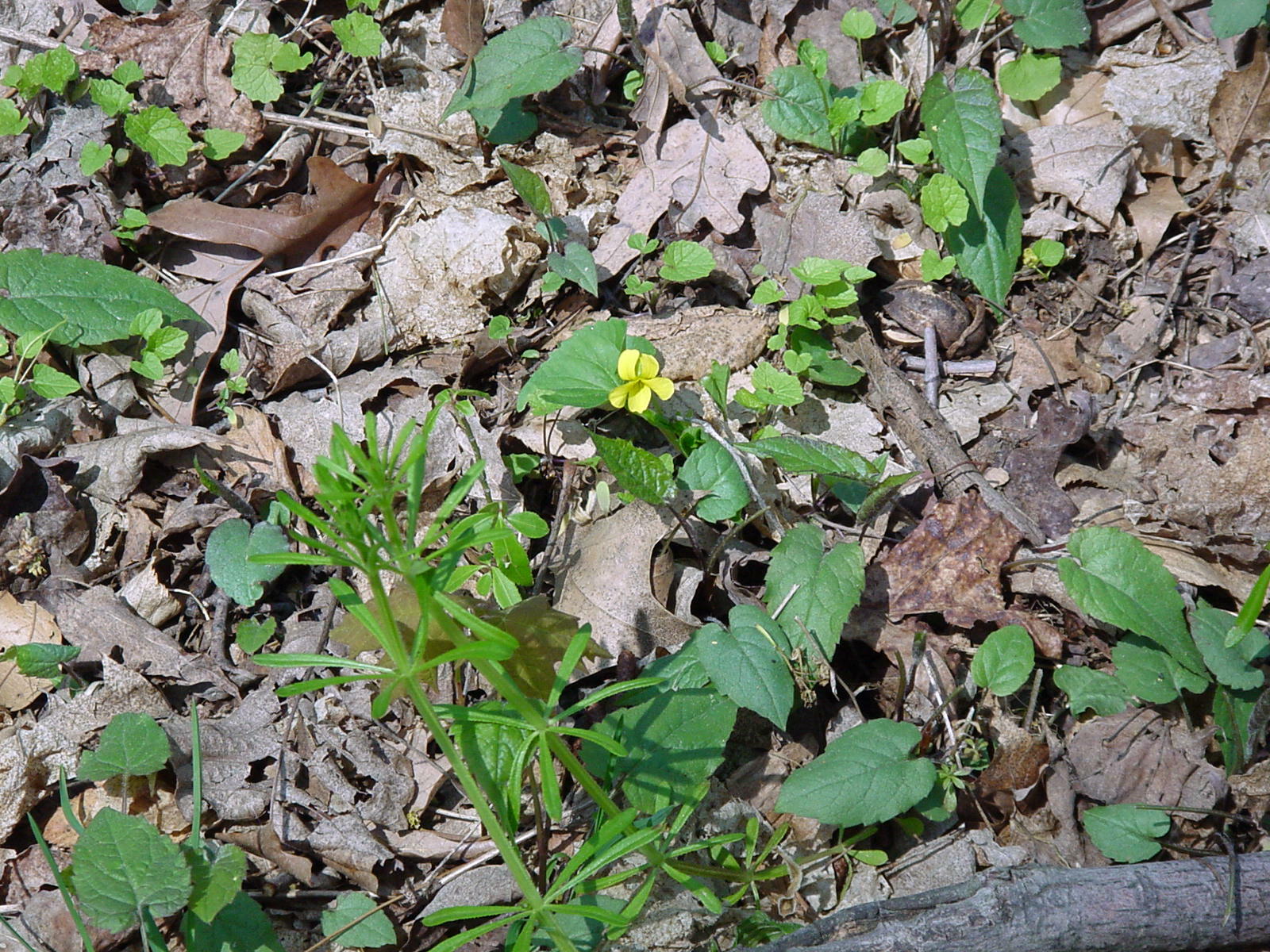 Viola pubescens (note the three lower petals and two upper petals indicating it’s a true Viola) it a native wildflower that can be found blooming on wooded areas during April and May.  The flowers are only an inch across.