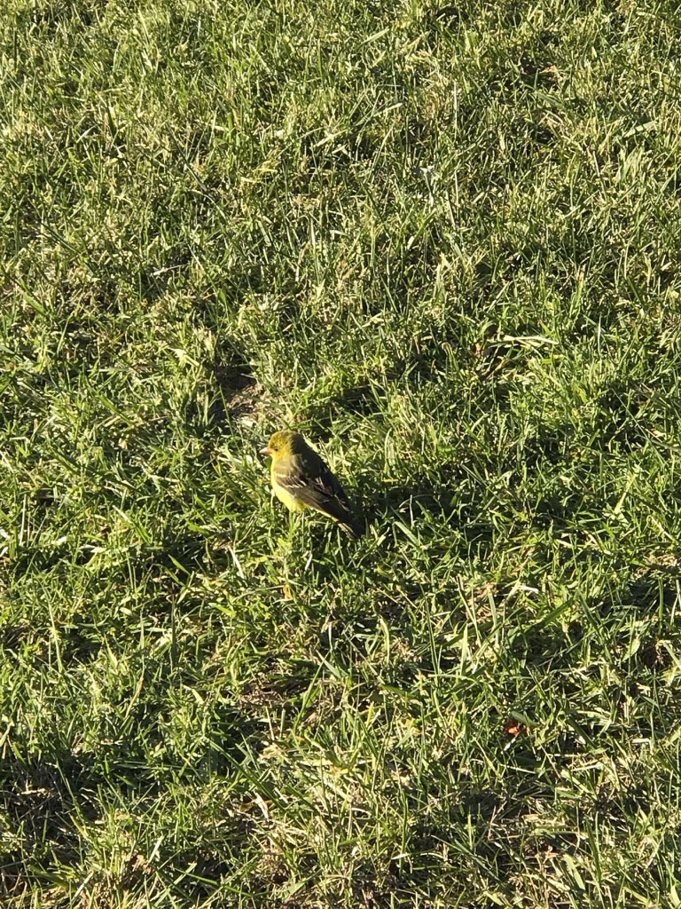 A Western Tanager in Montauk.  Victoria Bustamante