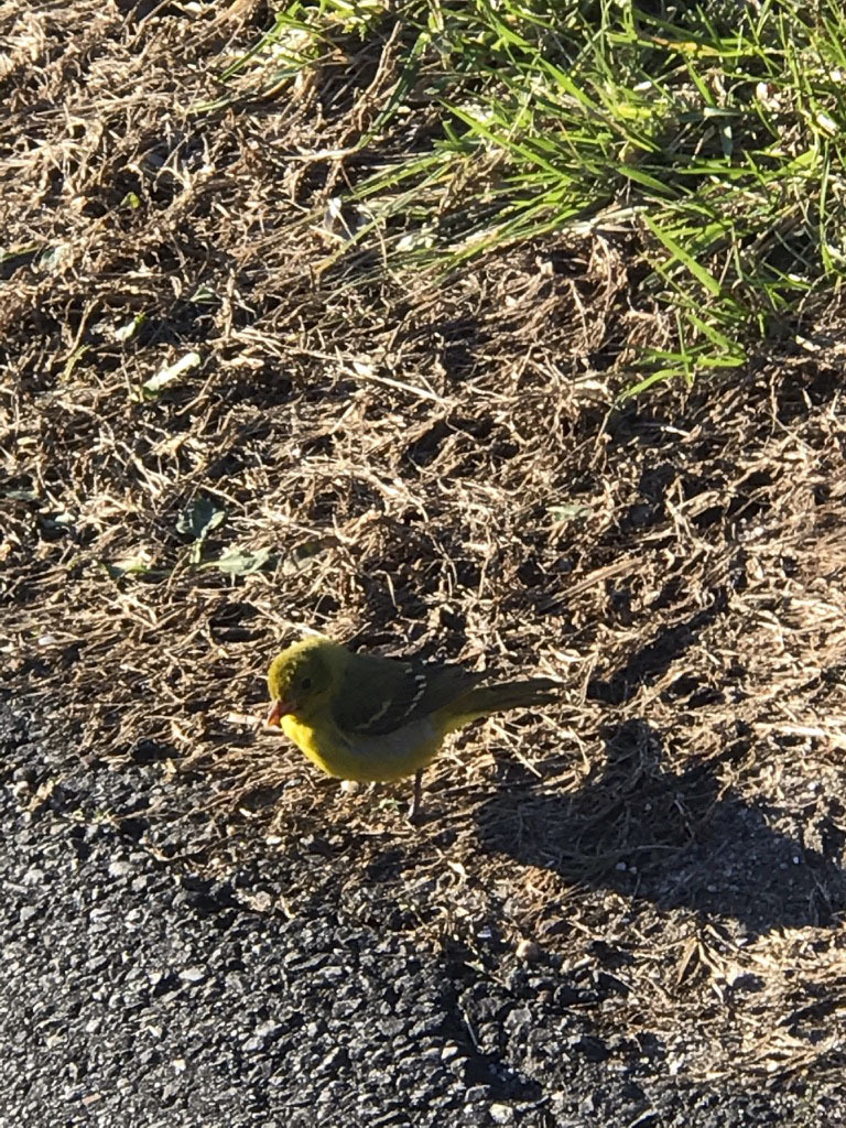 A Western Tanager in Montauk.  Victoria Bustamante