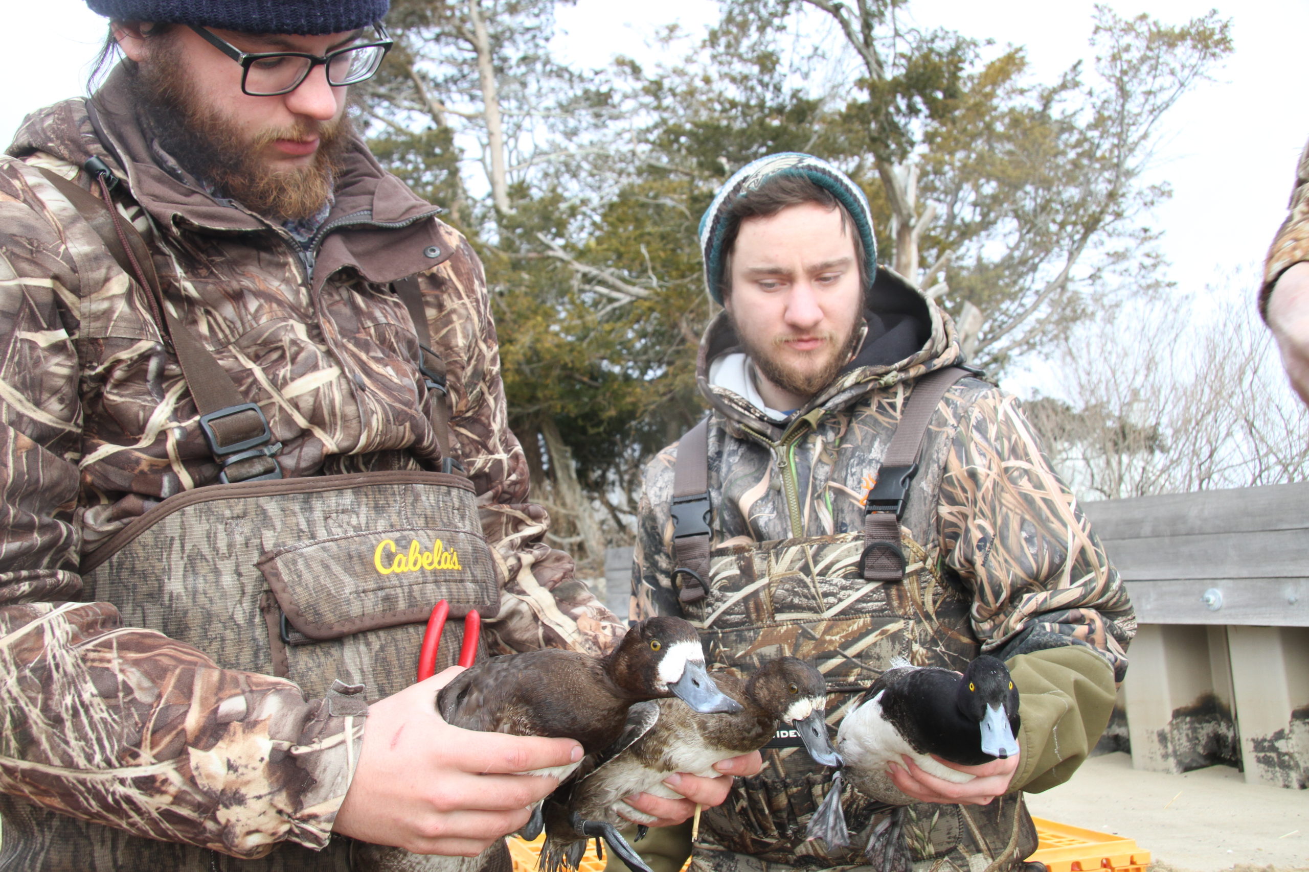 The Long Island Wildfowl Heritage Group and SUNY College of Environmental Science and Forestry are teaming up to band scaup ducks in local bays. 
MICHAEL WRIGHT