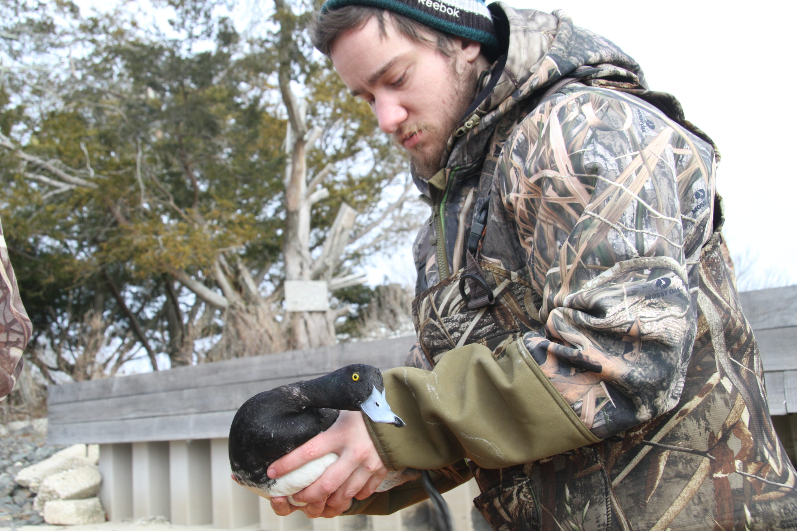 The Long Island Wildfowl Heritage Group and SUNY College of Environmental Science and Forestry are teaming up to band scaup ducks in local bays.