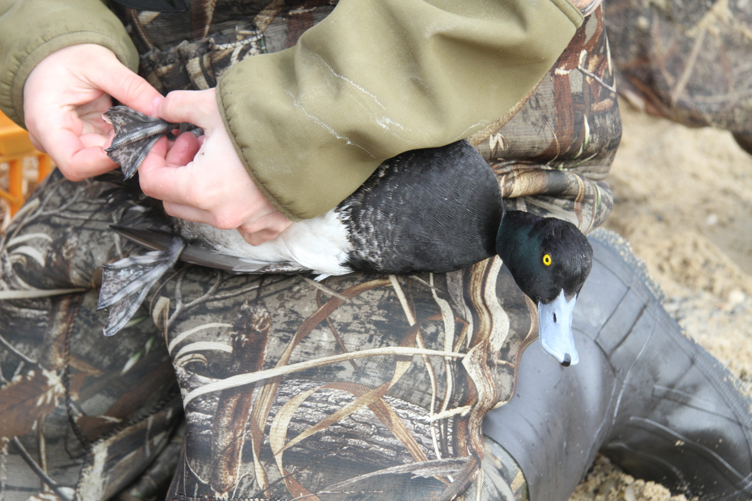 The Long Island Wildfowl Heritage Group and SUNY College of Environmental Science and Forestry are teaming up to band scaup ducks in local bays. 
MICHAEL WRIGHT