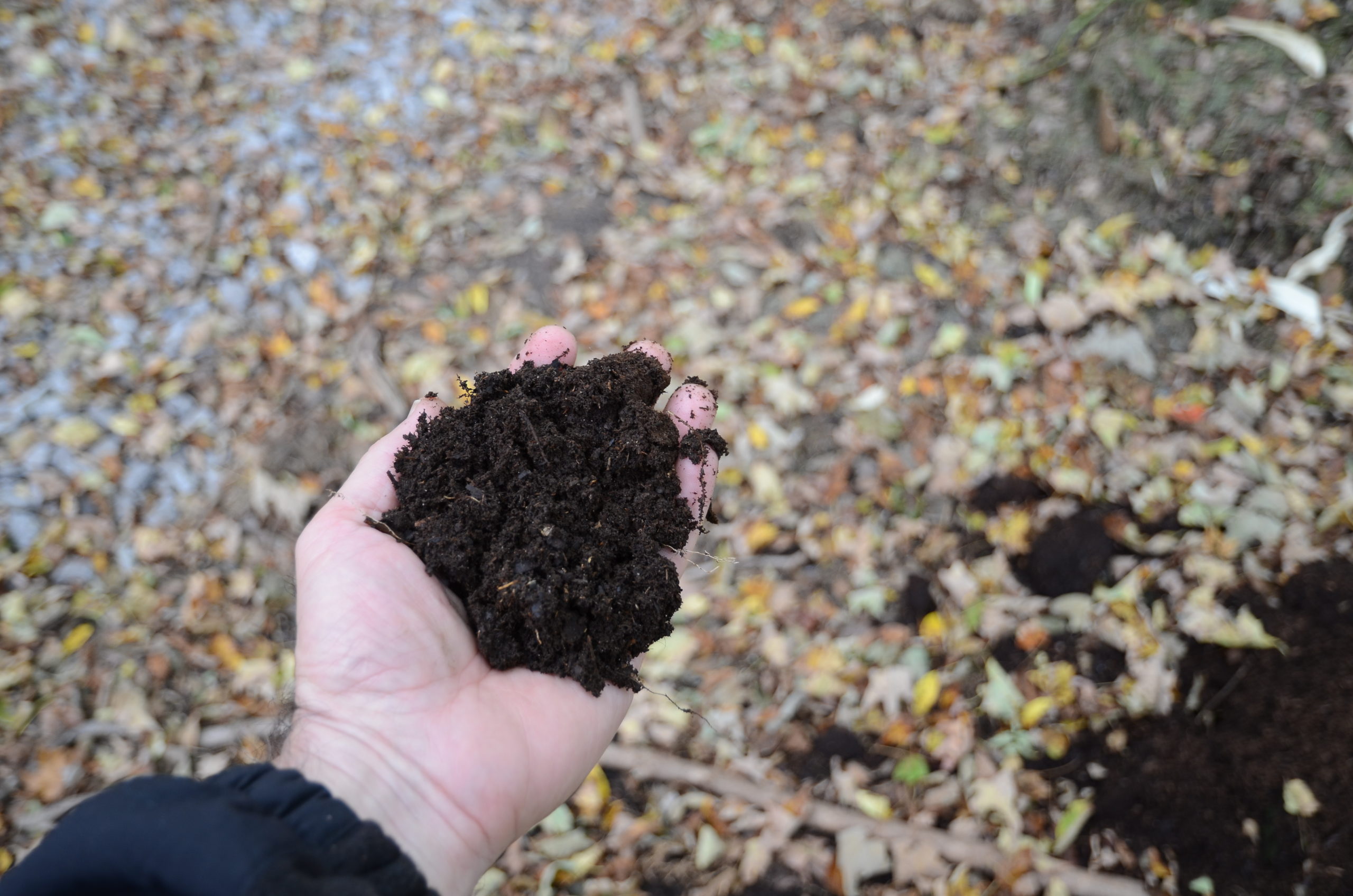 A handful of the Hampton Gardener’s homemade compost after about a year of “cooking.”  The ingredients included shredded leaves, chipped tree limbs and branches, grass clippings and kitchen scraps. This is black gold for your garden.