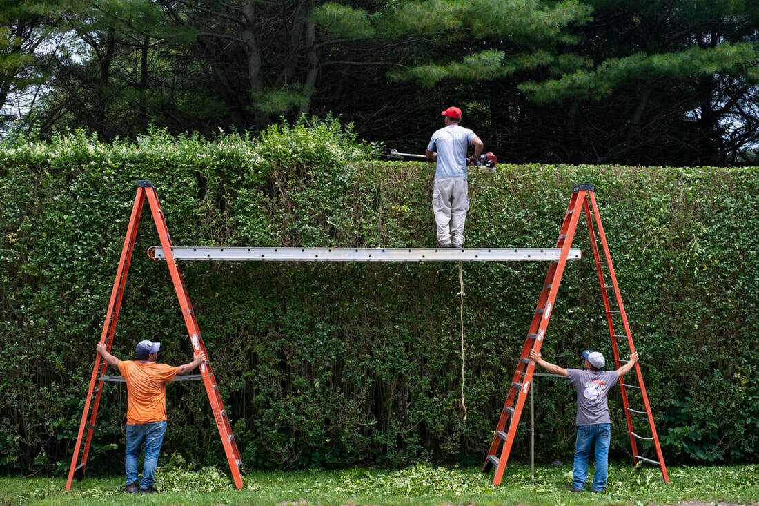 Hollis Rafkin-Sax, “Hamptons Hedges,” 2019. 24