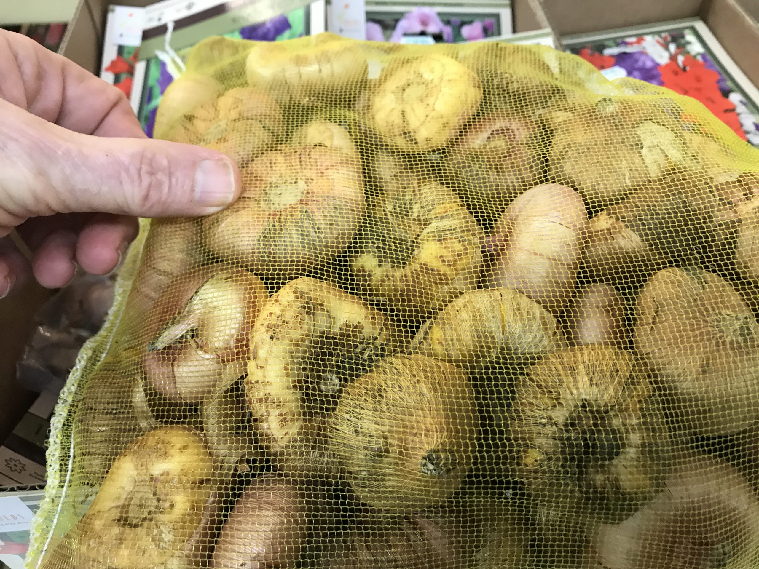 These mixed glad corms were on sale at a garden center in a bulk bag for about 30 cents each.  The corms were surprisingly large for the price so a good deal for the cutting garden.