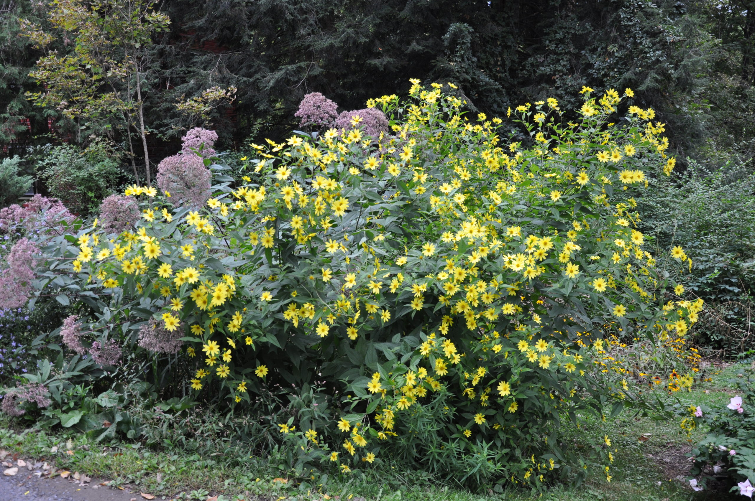 Native perennial sunflowers bloom in August and September. Joe Pye weed makes a good combination plant (background left) as it’s slightly higher with nice contrasting color.