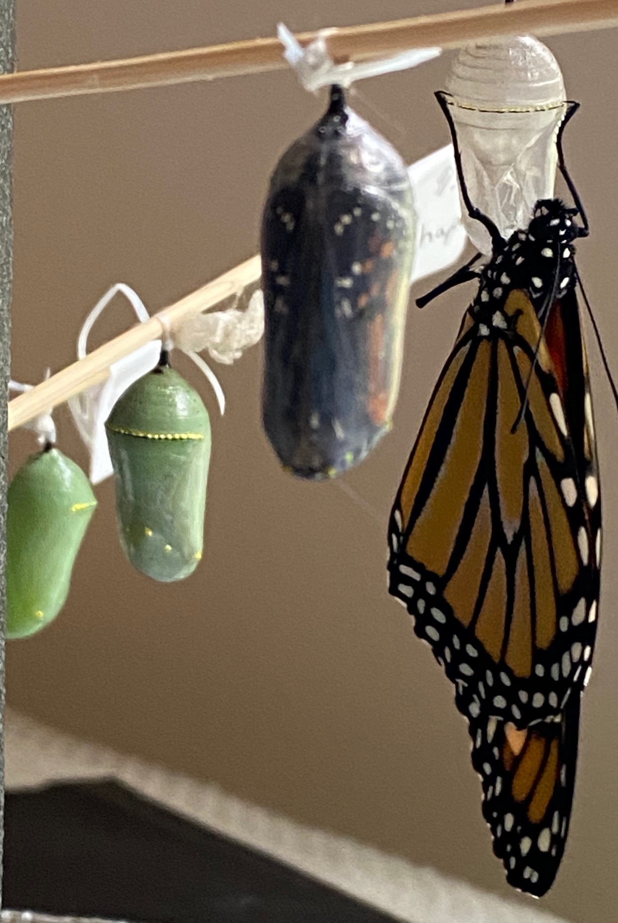 Monarchwatch.com helped Cindy Warne of Sag Harbor raise 24 Monarchs from larvae. Friends gave them names like “Frida Khalo” and “El Chapo” before watching them shed their skin and fly off to Mexico.