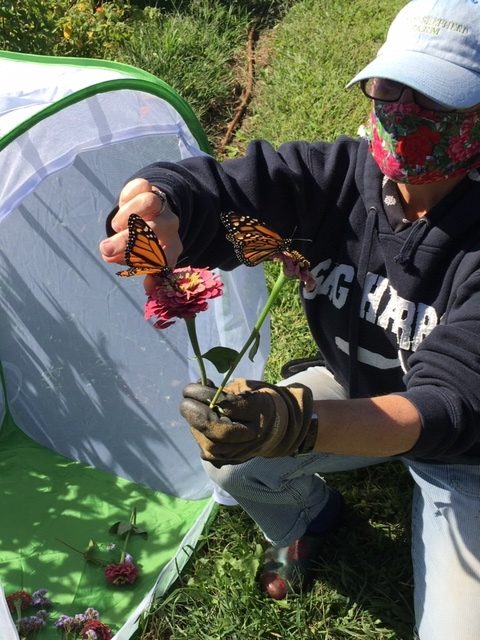 Citizen scientist Cindy Warne lures reluctant butterflies out of their cage with bright flowers before they flit off to Michoacan, Mexico.