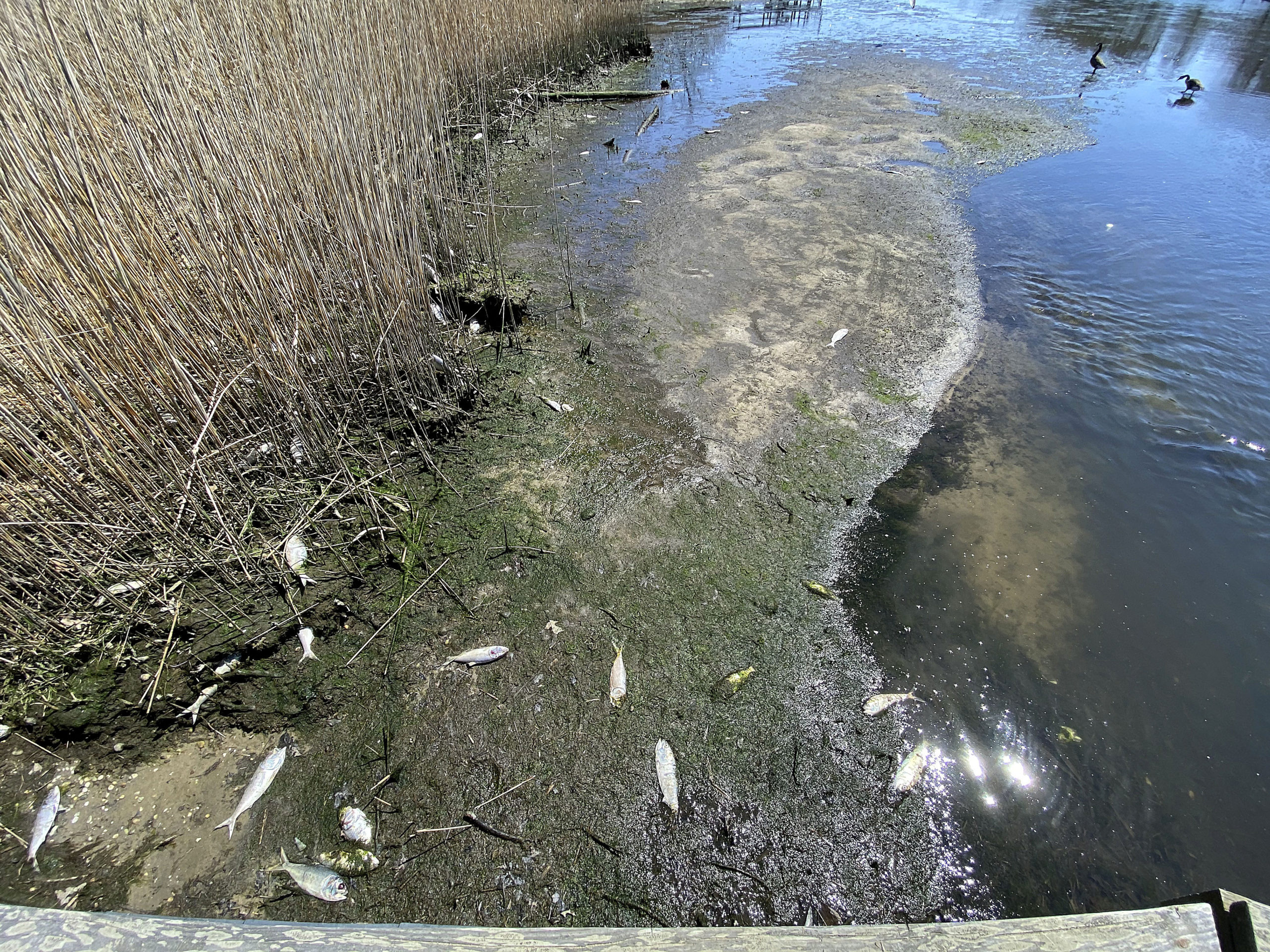 Dead bunker litter the banks of Aspatuck Creek.  DANA SHAW