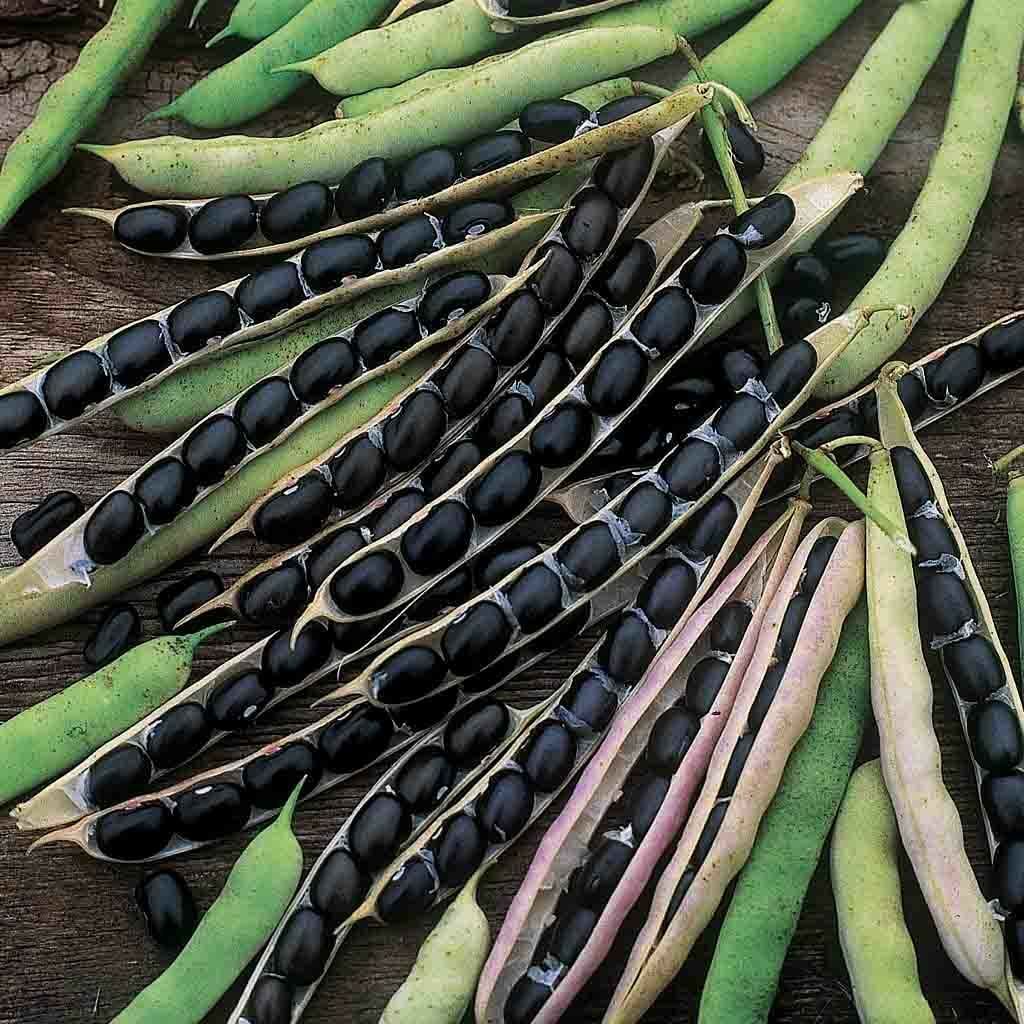 Black Valentine is a bush bean introduced in 1987 and can be used fresh or as a dry bean in soups. The pods are 6 inches long, and the plants tolerate cool temperatures for early and late sowings.