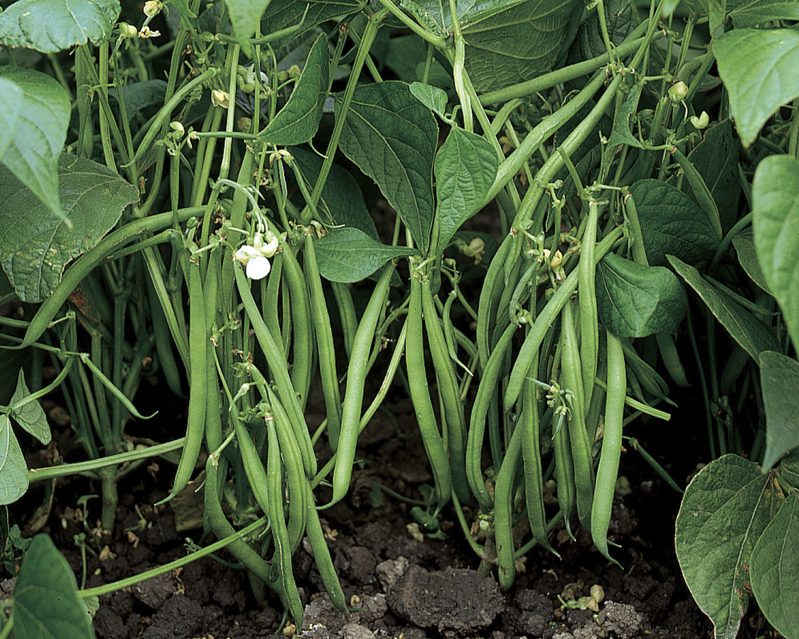 Bush beans like these Jamesons grow close to the ground on bushy plants. This variety has multiple disease resistances with the pods being 6 inches long and the plants only growing to 5 feet long.  Sometimes this variety is offered at garden centers in packs ready to plant.