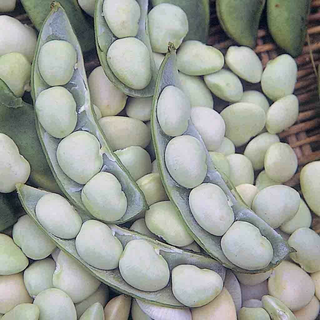 Lima bean Ford Hook 242 is a traditional lima bean. Another bush-type bean, this one has flat greenish-white seeds. Developed in 1942, it does particularly well in our maritime climate in the late summer.