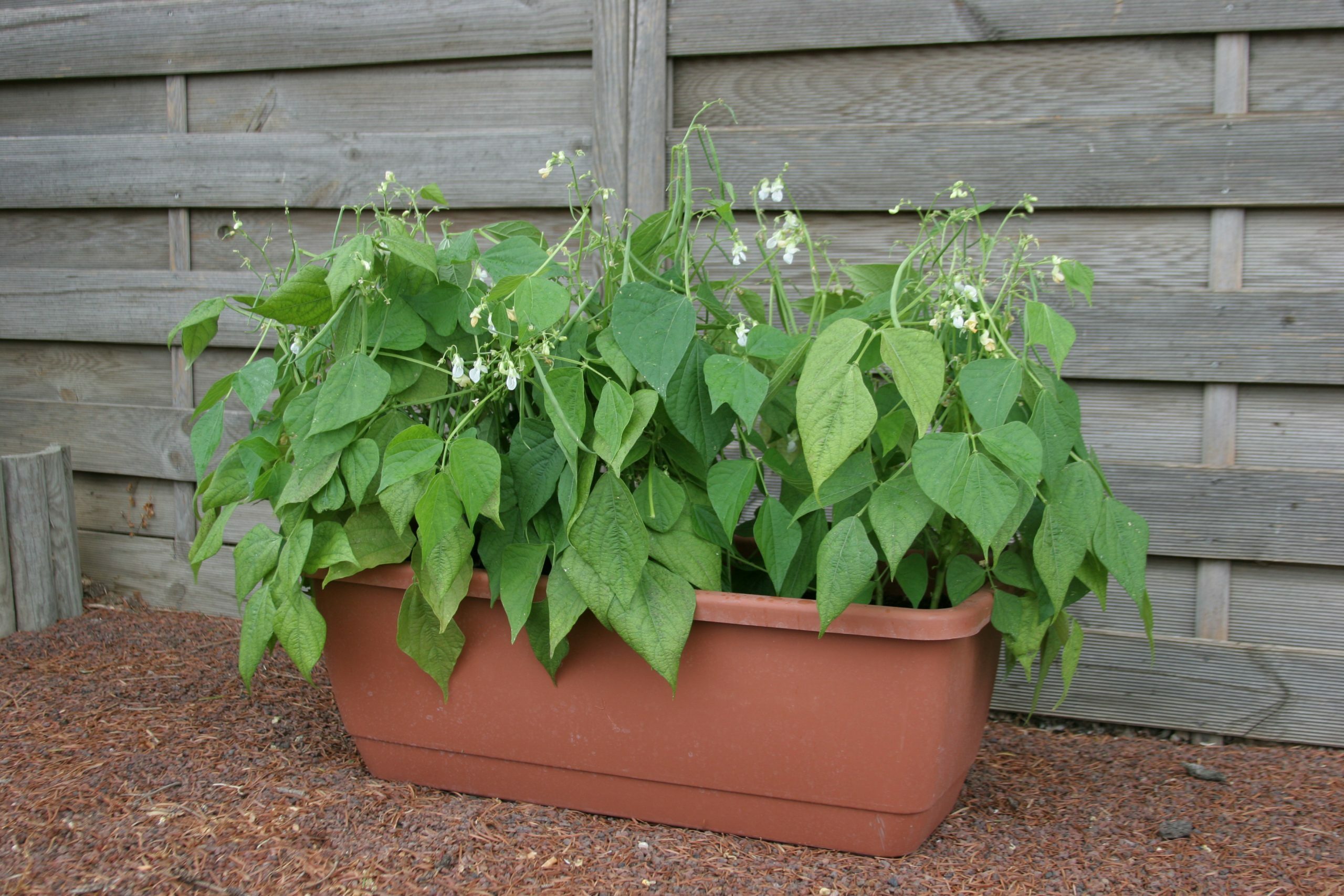 Mascotte is a fast (50 days) growing bean that provides plentiful crops on plants that are container friendly. This bush-type grows 15 inches tall with large white blooms that result in tender, stringless beans.