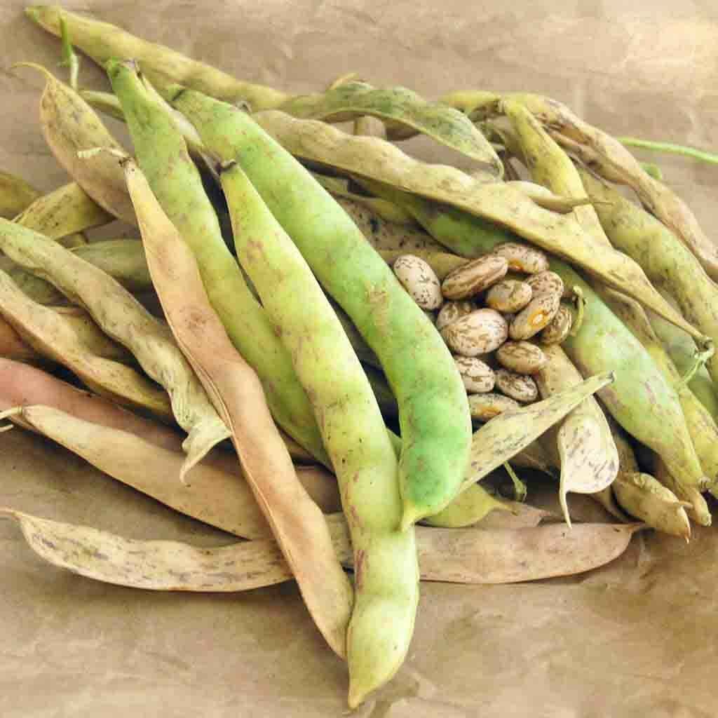 Pinto beans are probably the most popular beans for cooking. They are high in fiber and protein and can be found in refried bean dishes, chilis, soups and stews.