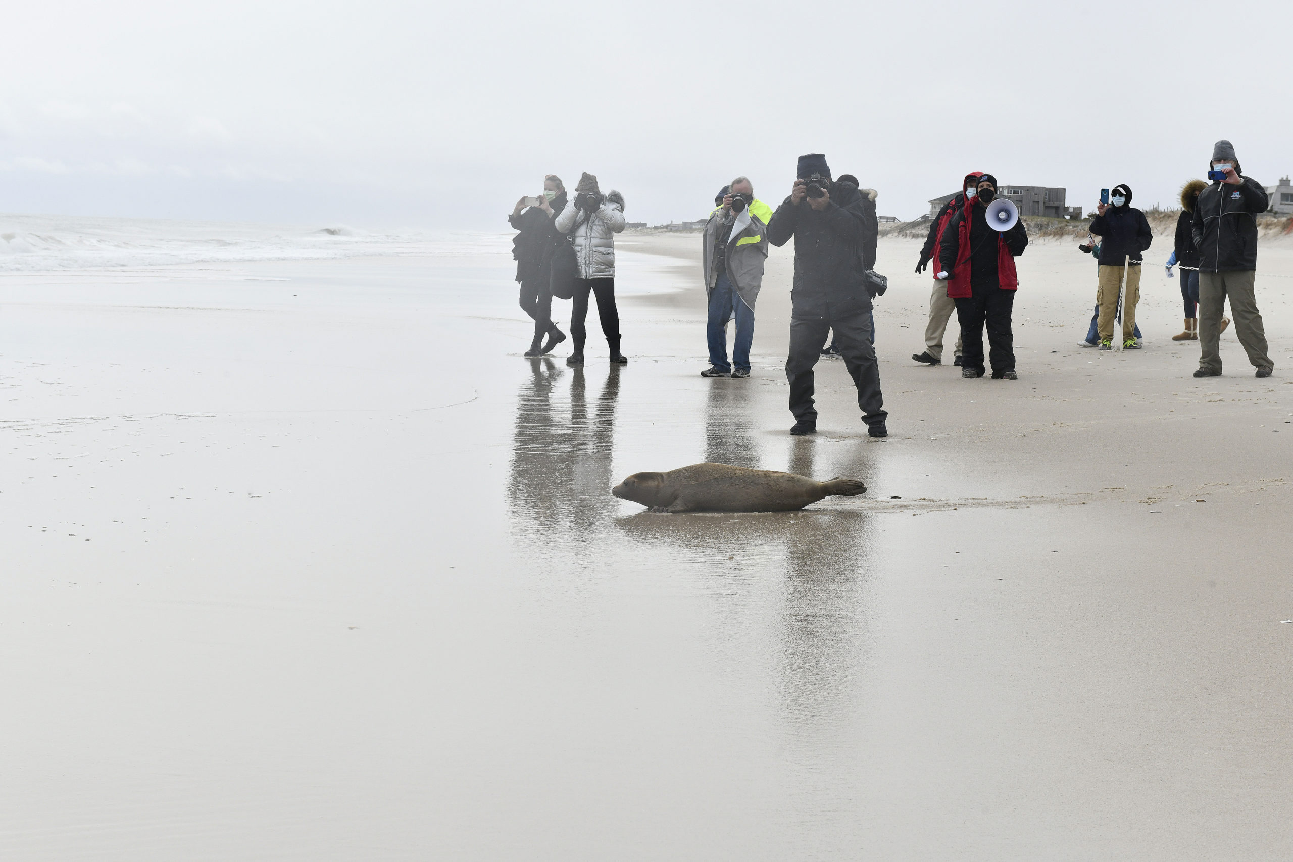 Harbor seal Joan Jett makes her way to the water.  DANA SHAW