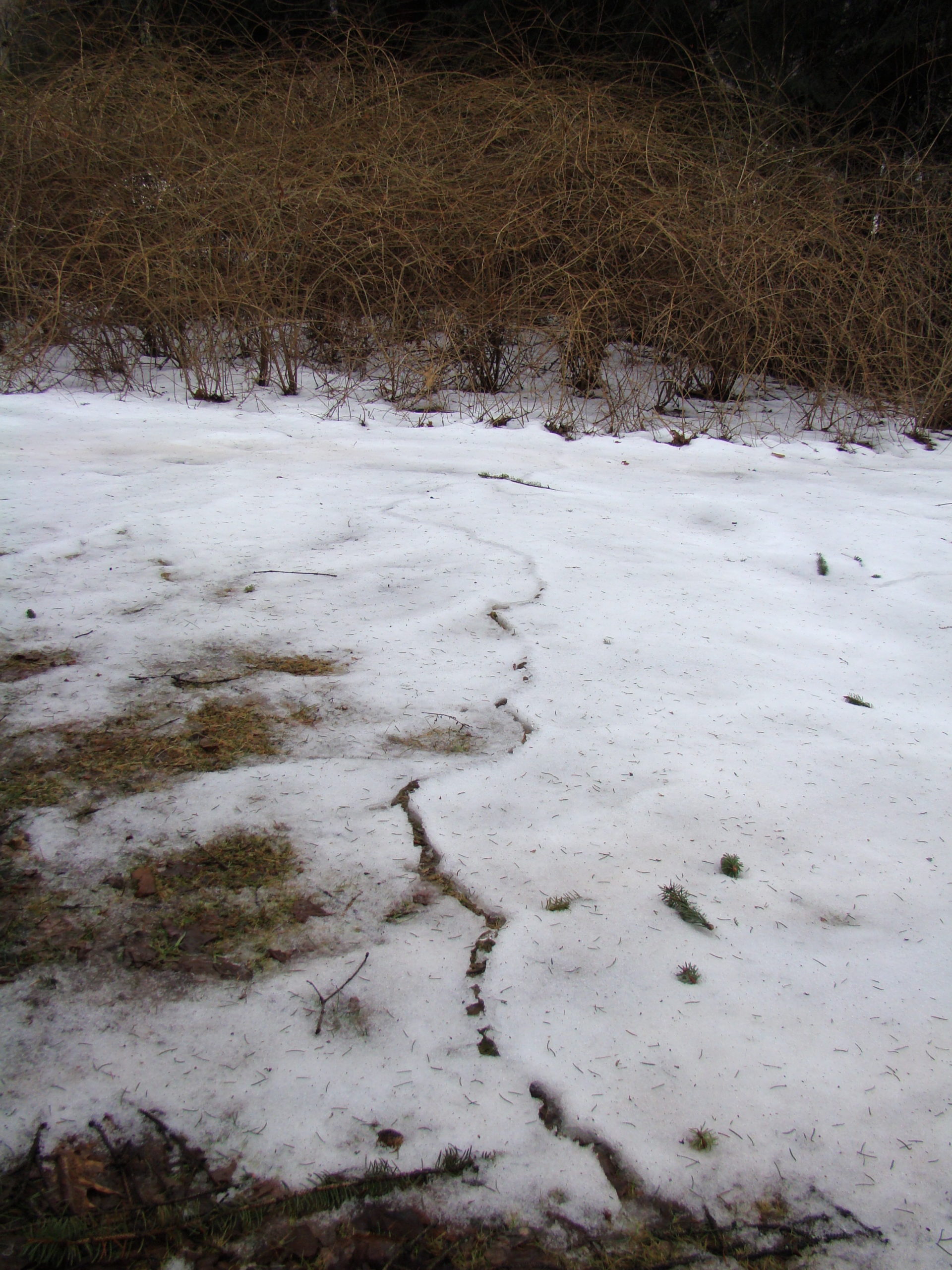 As the snow melted, the vole “highway” became apparent, leading from a side border into the lawn. In the winter, the voles will eat the grass shoots as well as other plant roots.