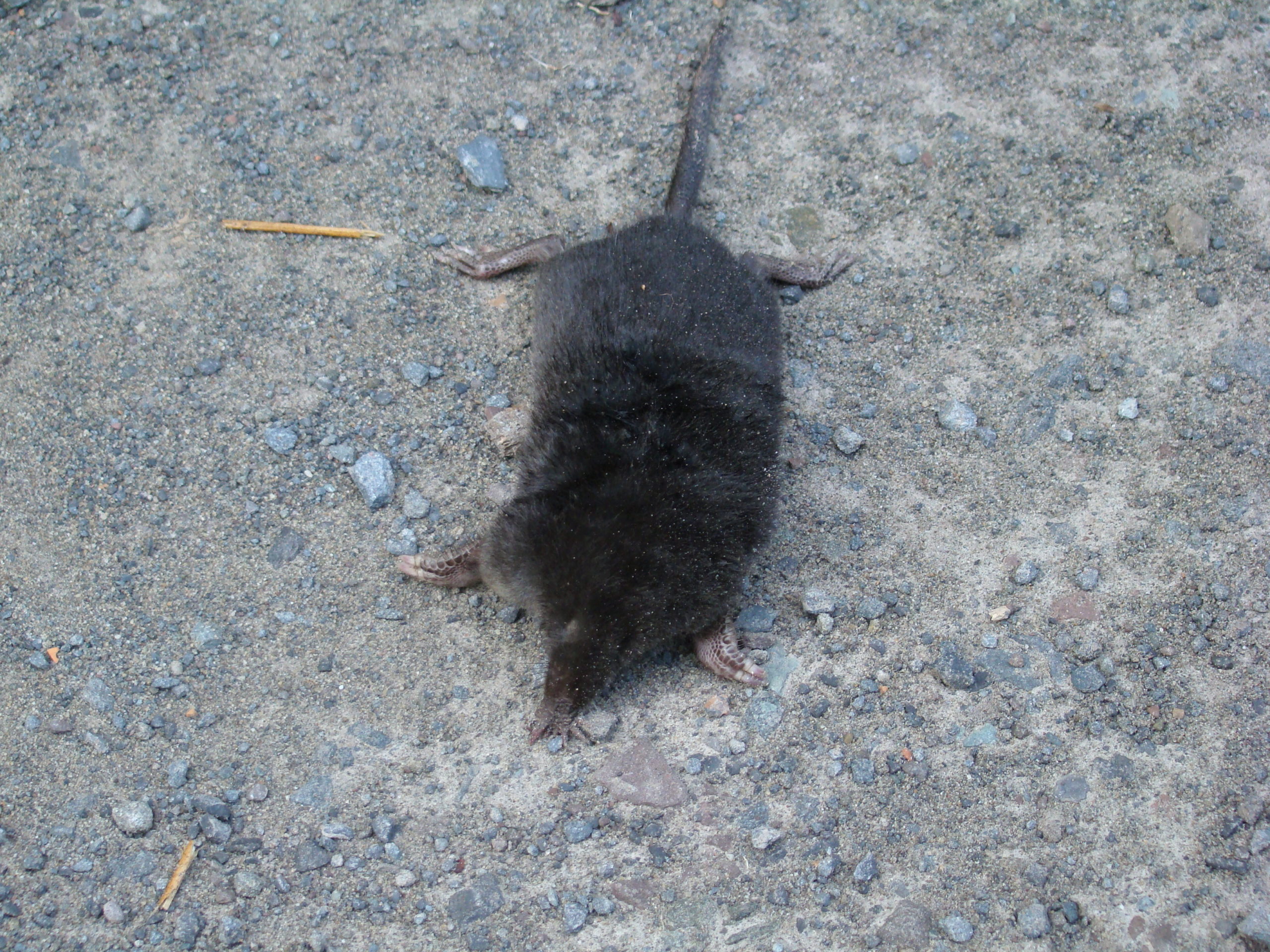 This is a mole. Note the feet designed for digging and tunneling, the lack of visible eyes and the long and narrow snout used for locating grubs, worms and other soil insects.