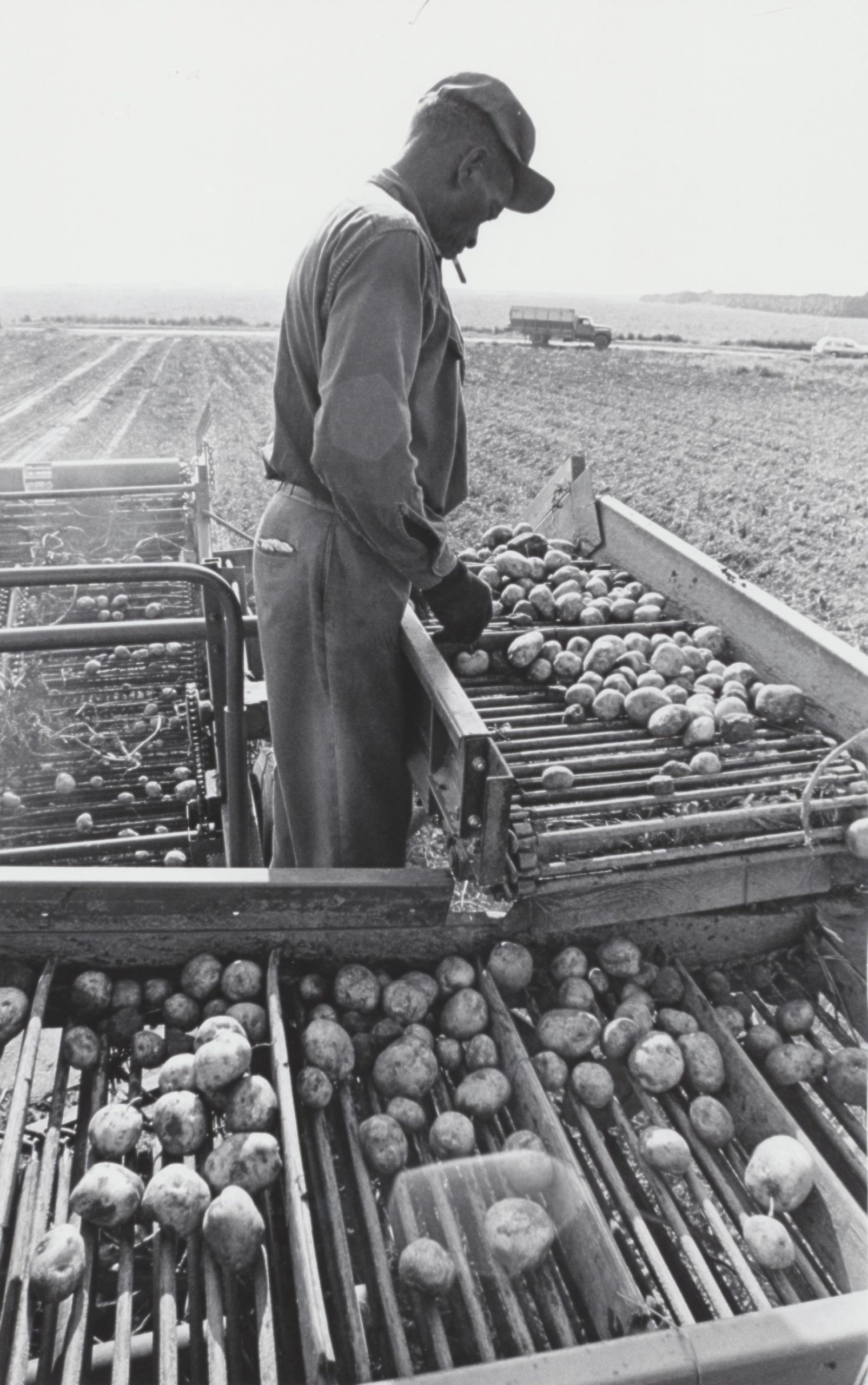 A worker in the South Fork potato fields.